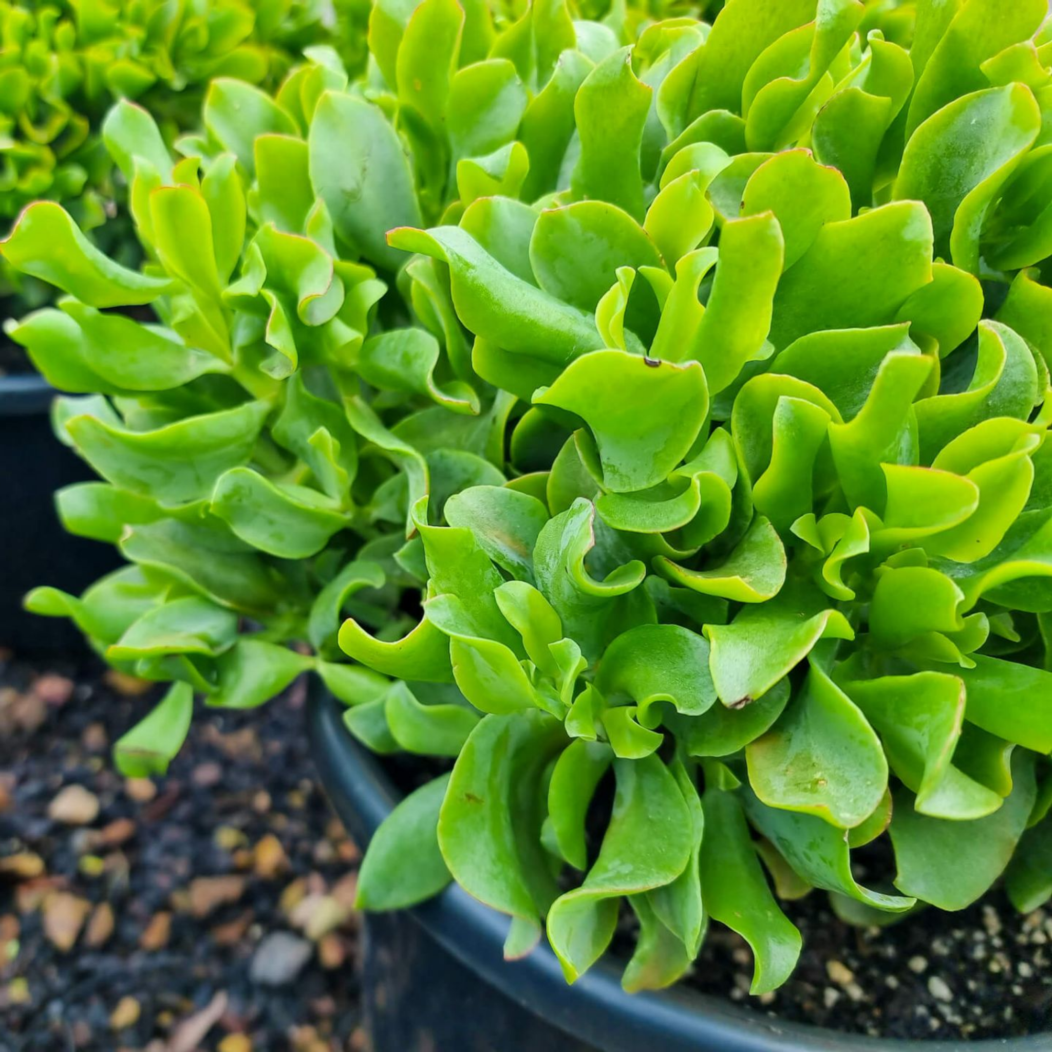 Curly Jade / Crinkle Jade - Crassula ovata 'Undulata'