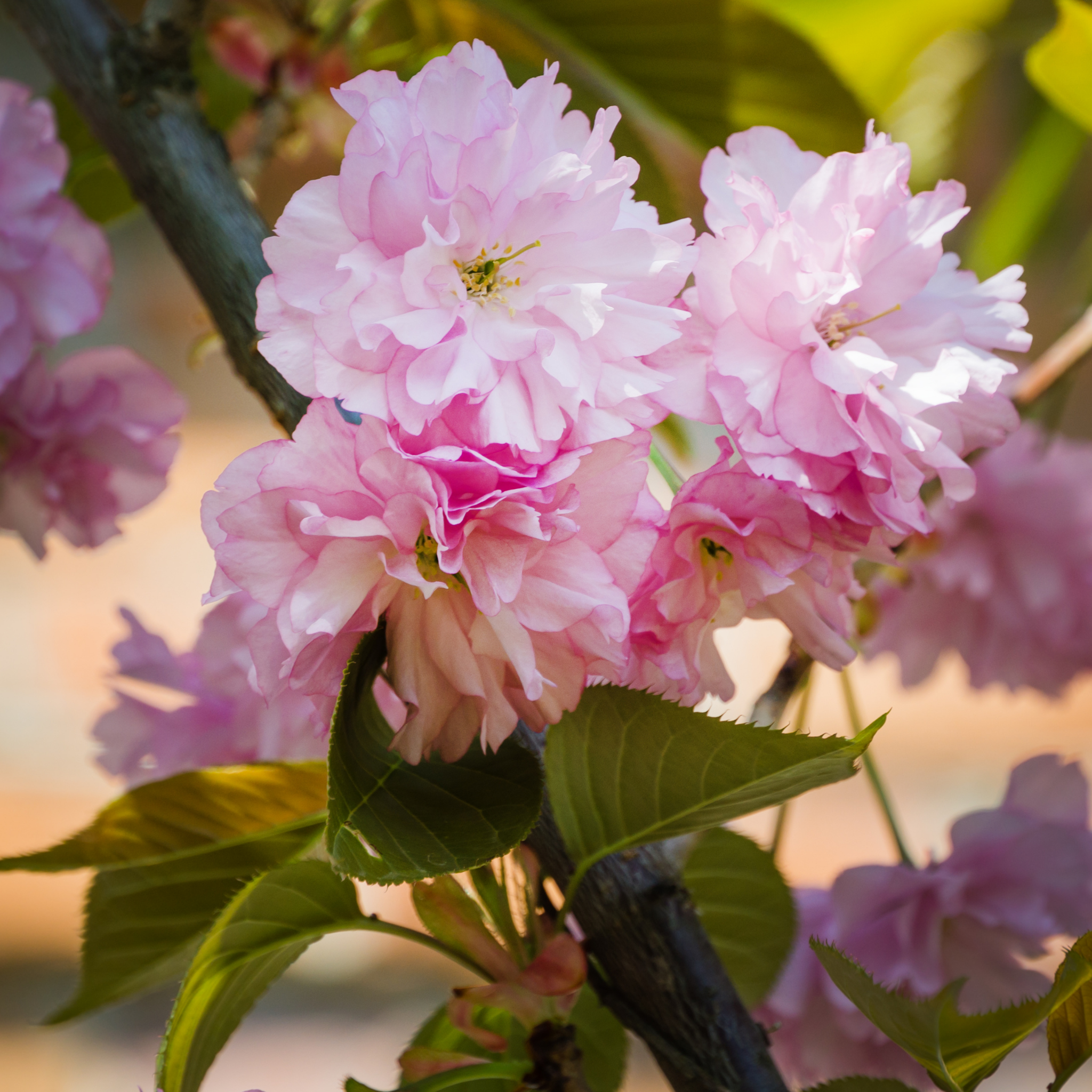 Japanese Flowering Ornamental Cherry - Prunus serrulata 'Kanzan'