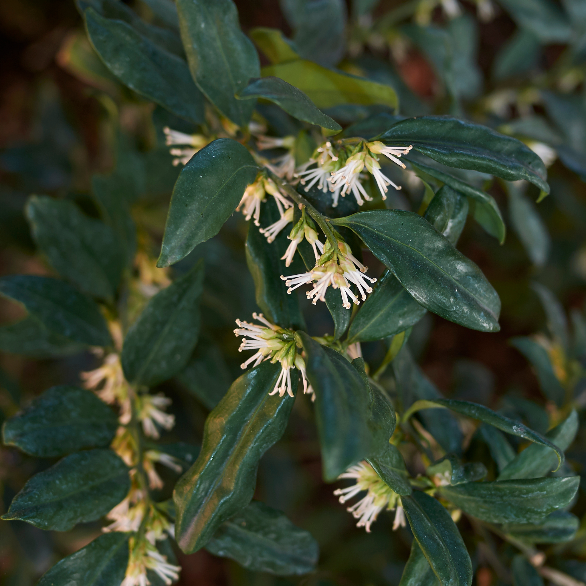 Sweetbox - Sarcococca confusa