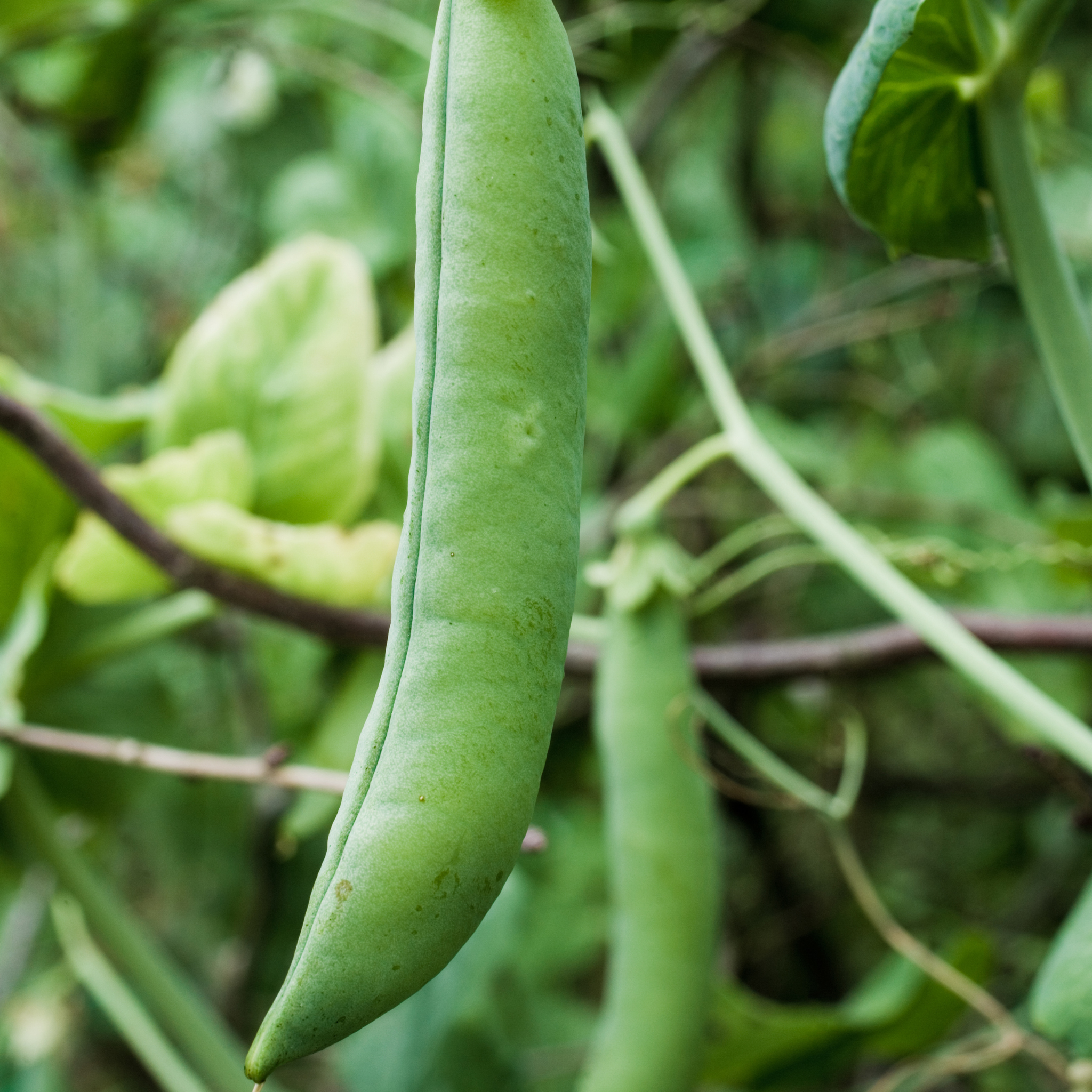 Garden Pea - Pisum sativum Common Green Pea