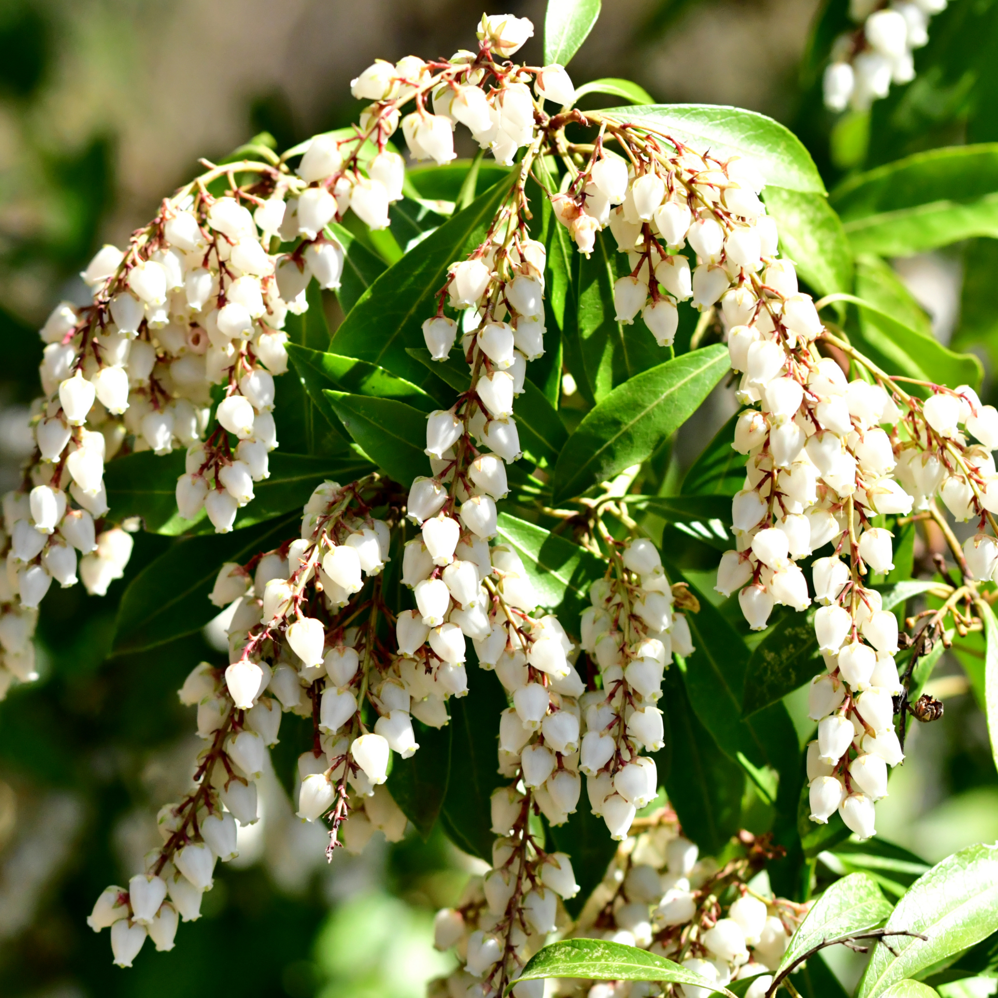 Temple Bells Japanese Andromeda - Pieris japonica Temple Bells