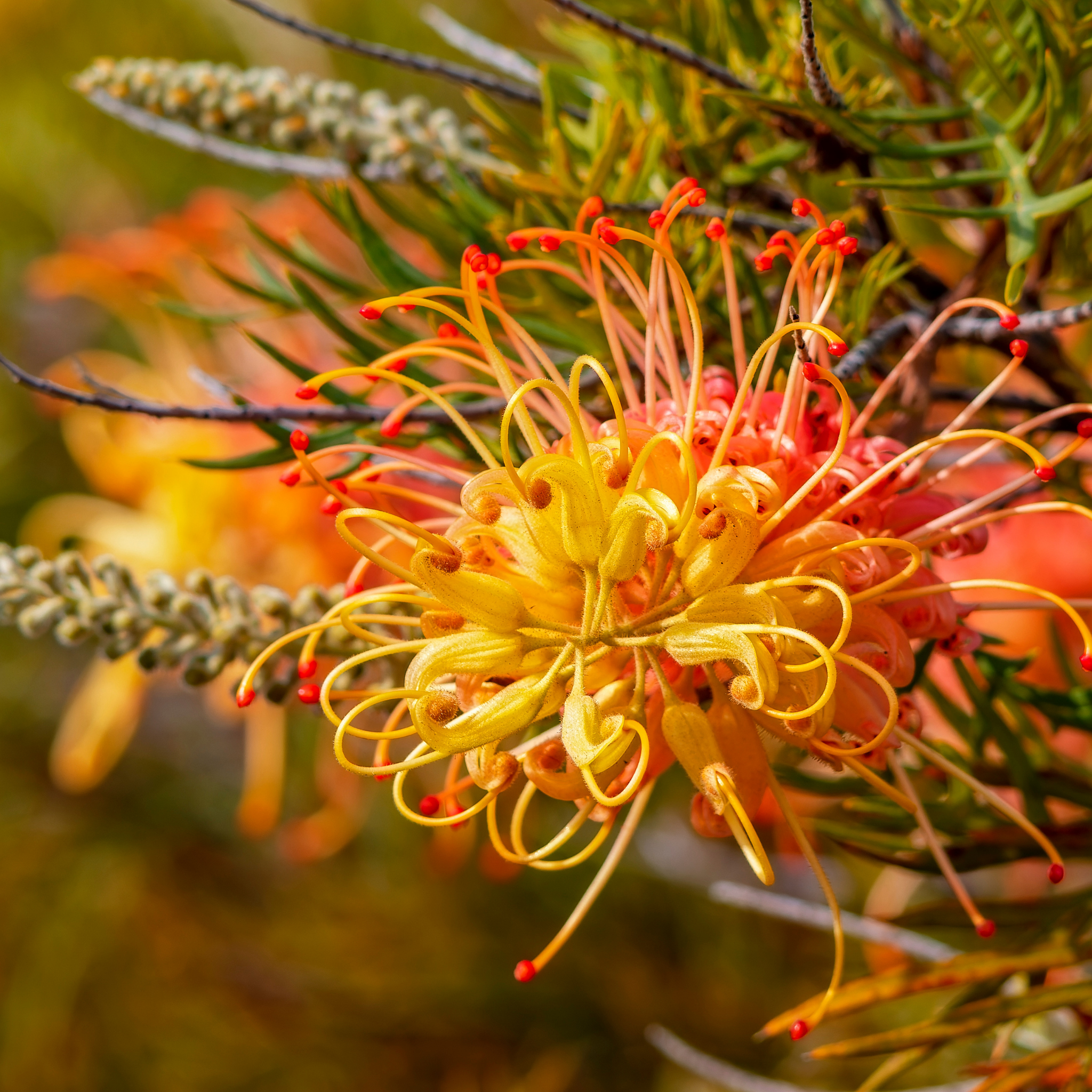 Grevillea hybrida Peaches and Cream