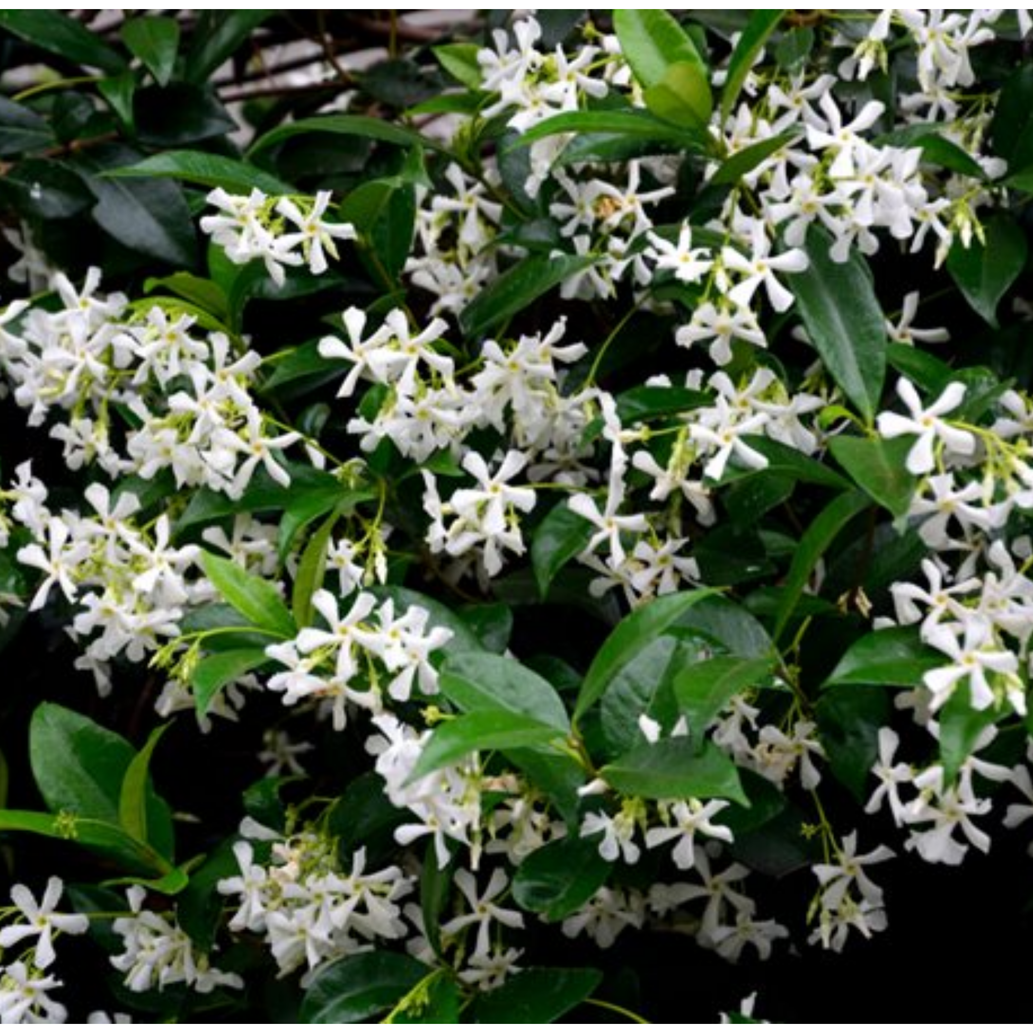 Japanese Star Jasmine - Trachelospermum asiaticum
