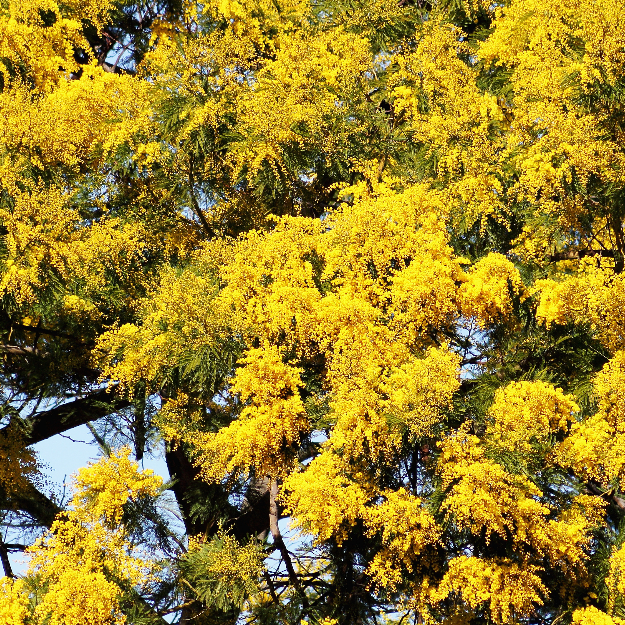 Acacia Golden Wattle - Acacia pycnantha