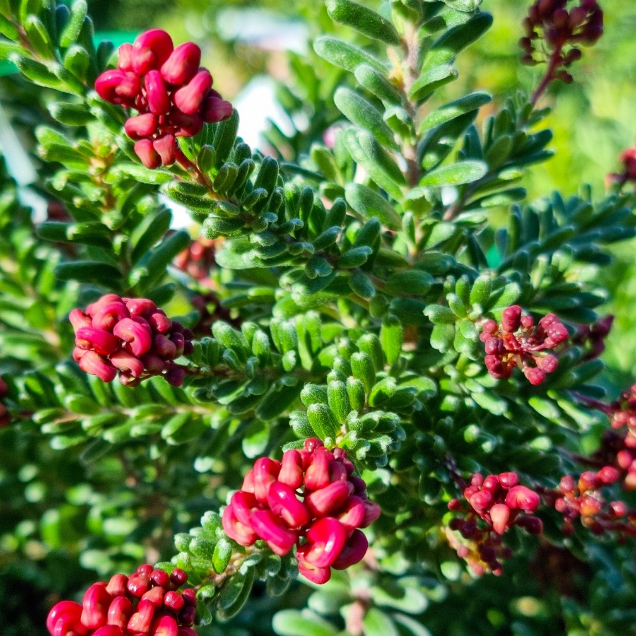 Woolly Grevillea Mount Tamoritha - Grevillea lanigera Mt Tamboritha