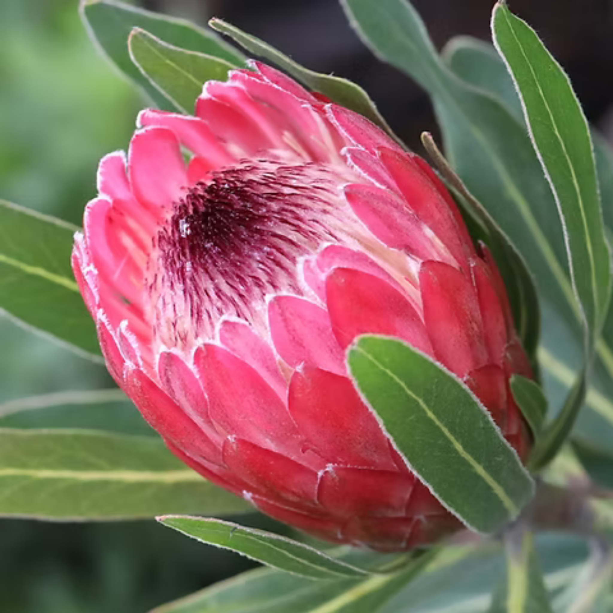 Close-up of a pink protea flower with green leaves.