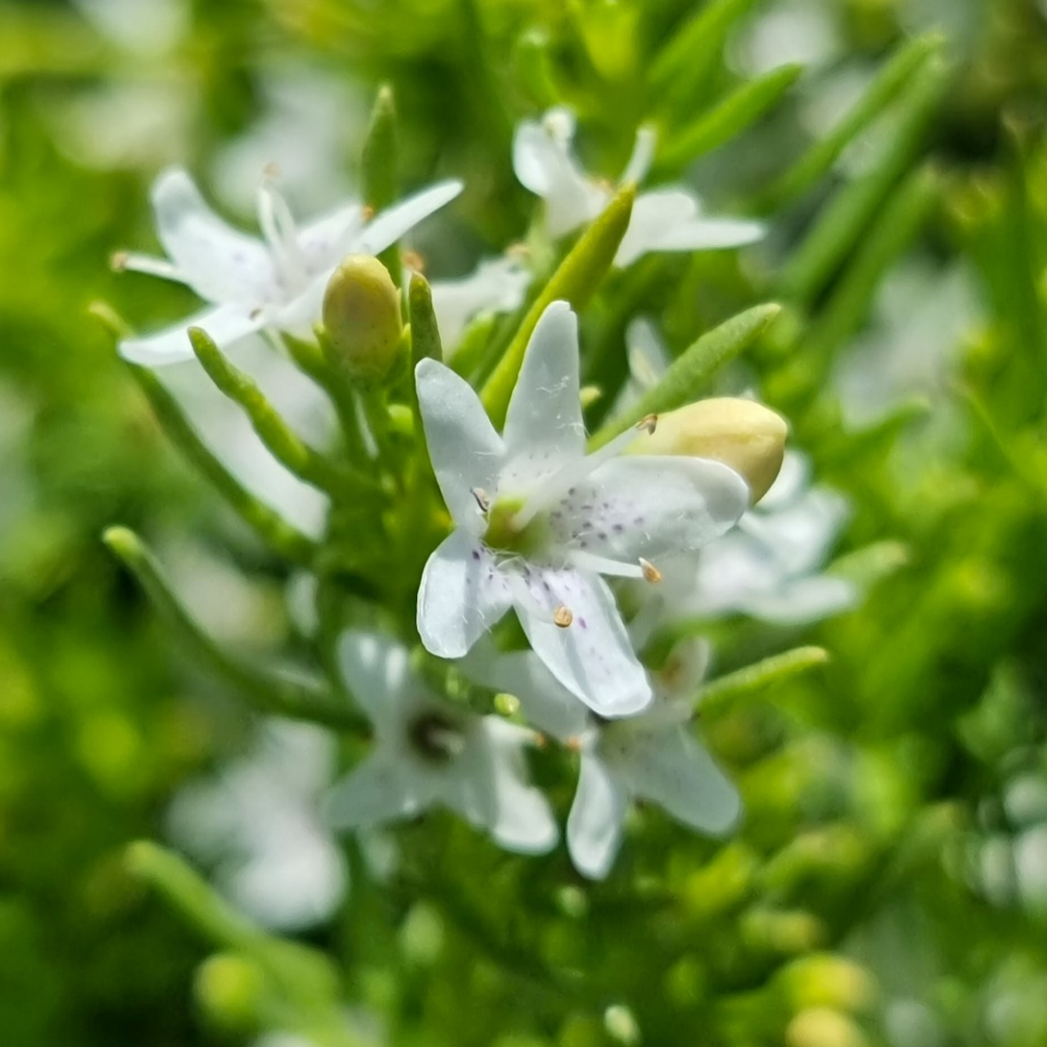 Fine Leaf Creeping Boobialla - Myoporum parvifolium Fine Leaf