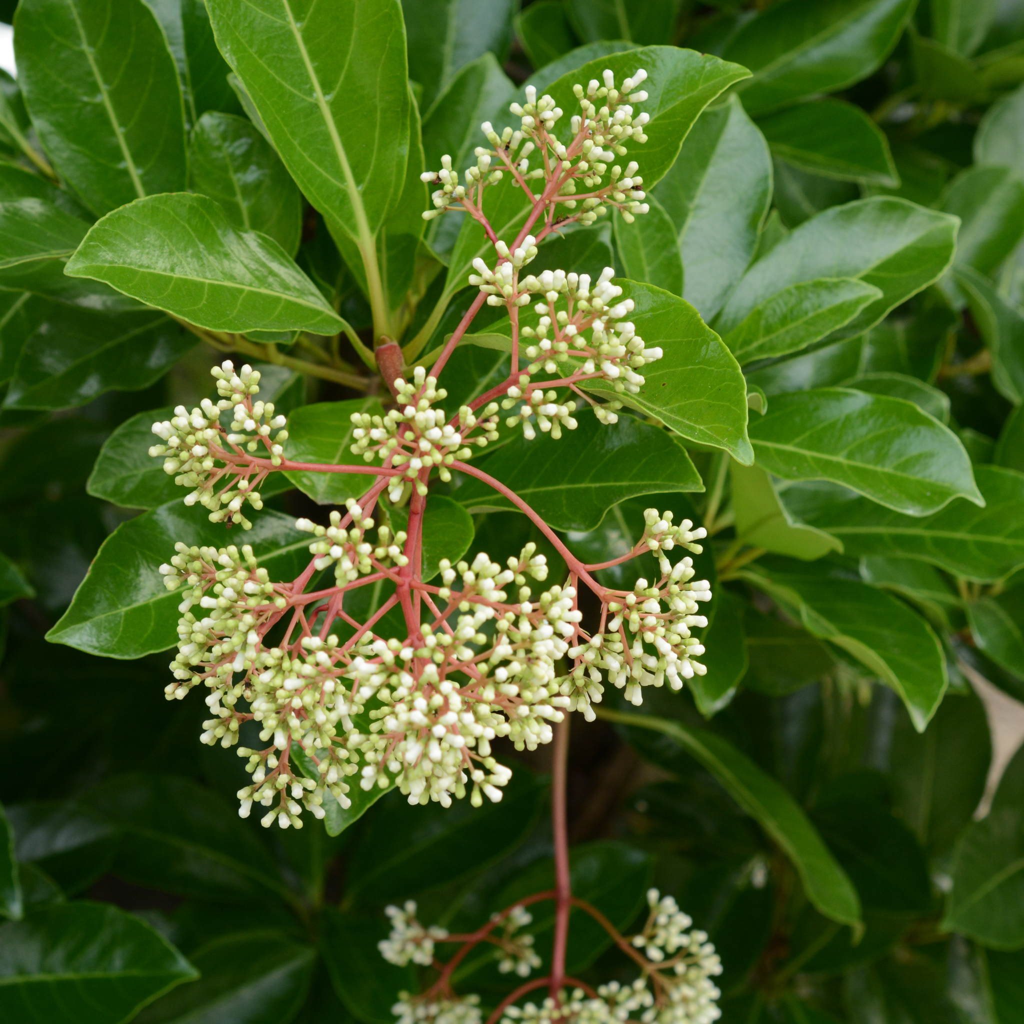 Sweet Viburnum Emerald Lustre - Viburnum Odoratissimum Emeral Lustre