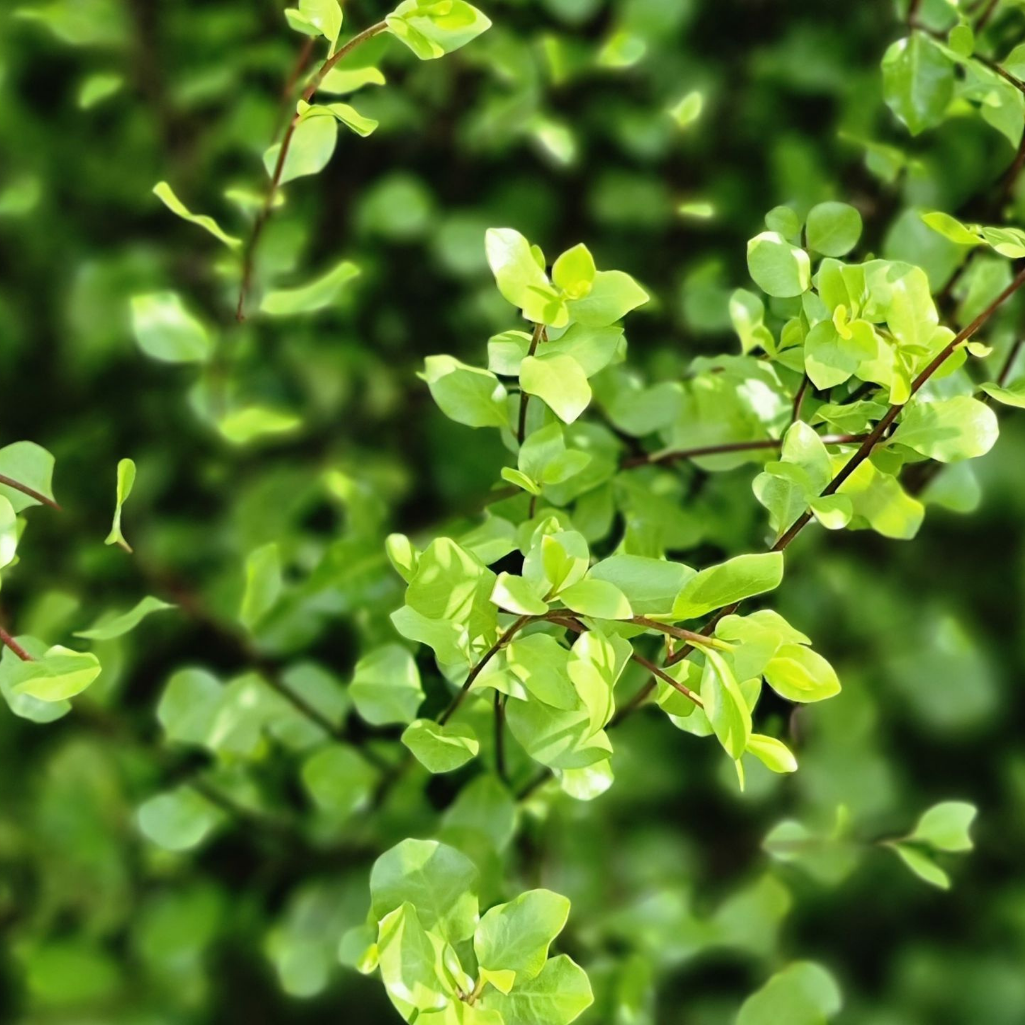 Close-up of green leaves with a blurred green background
