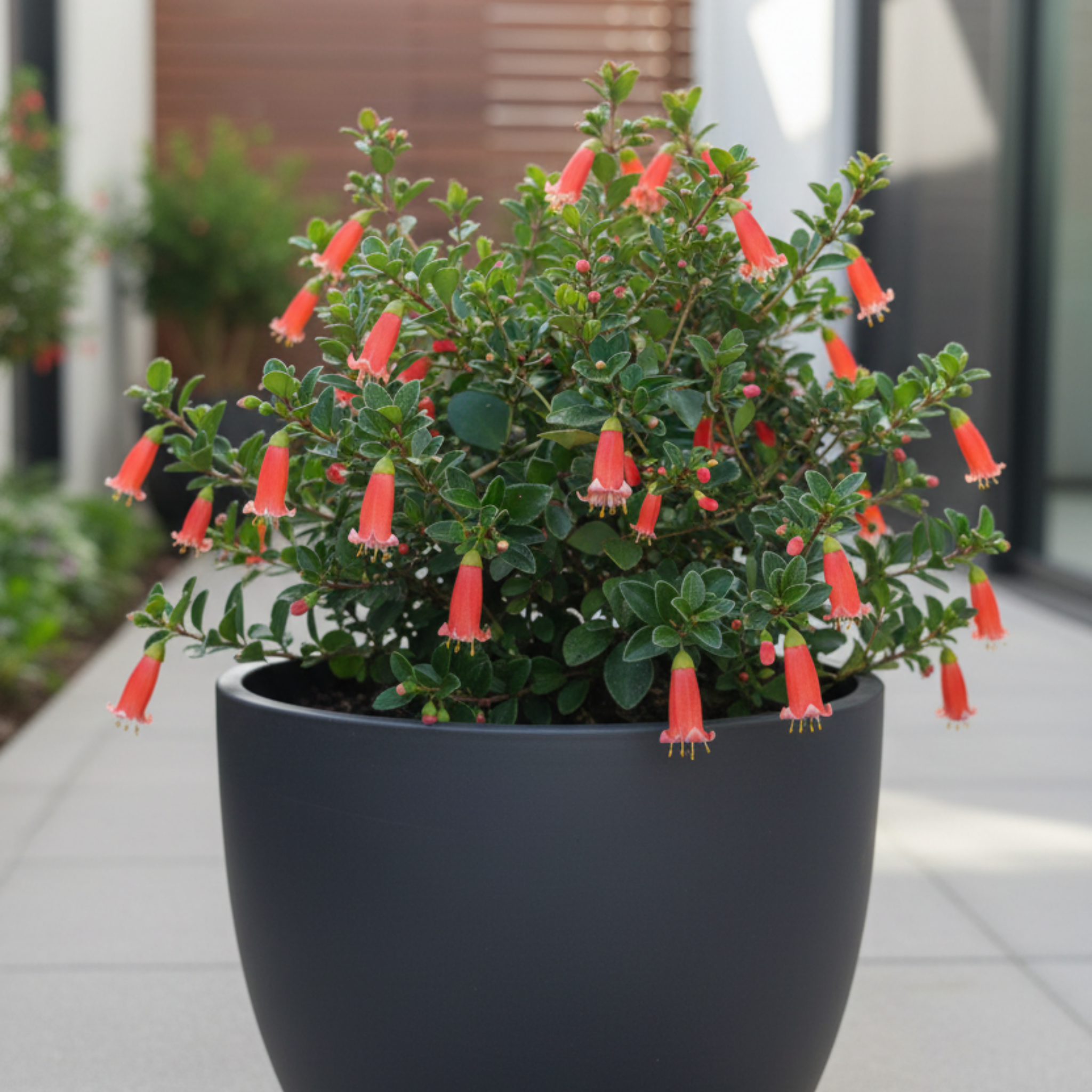 Orange Glow Native Fuchsia - Correa pulchella 'Orange Glow'