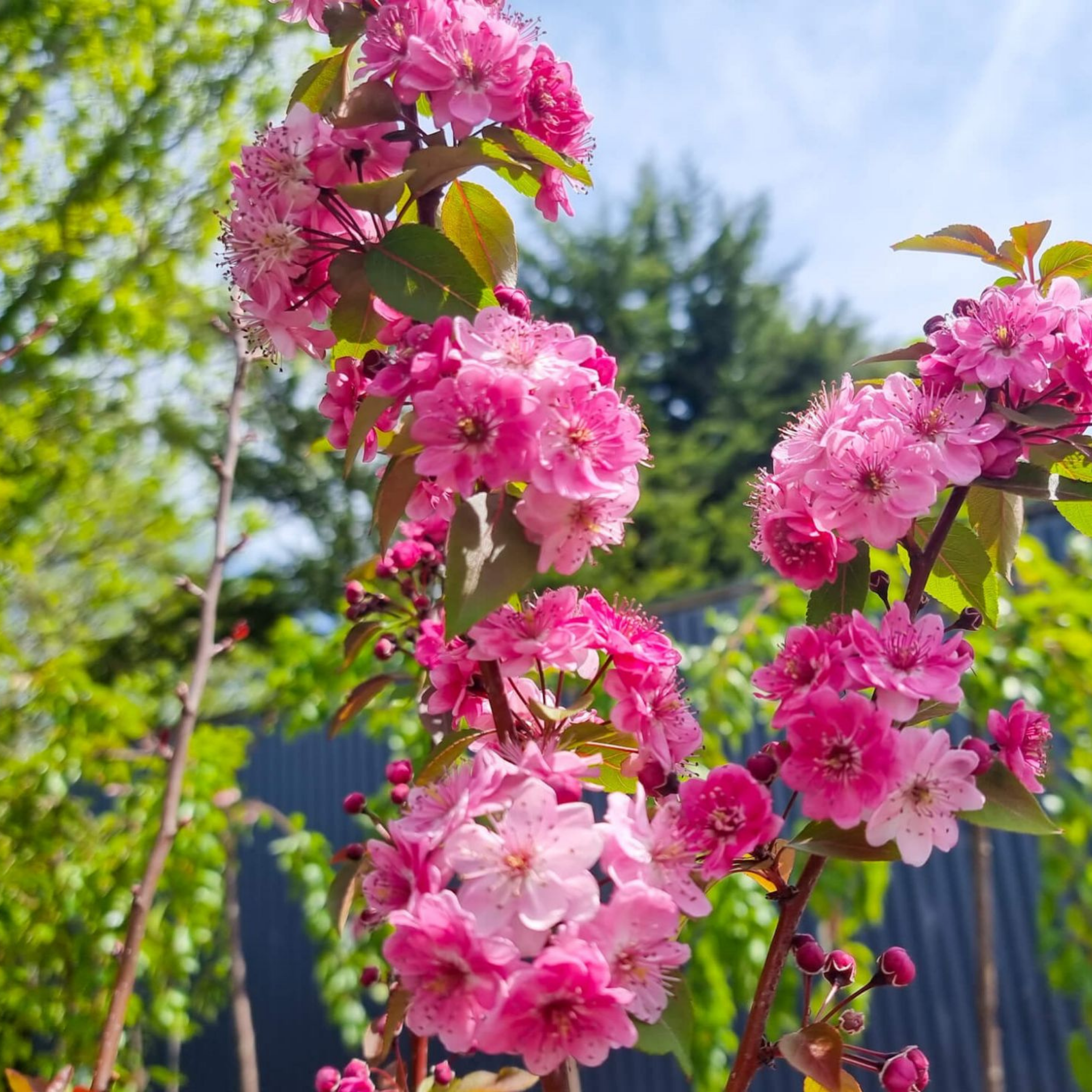 Yunnan Crabapple - Malus yunnanensis Wychwood Ruby PBR