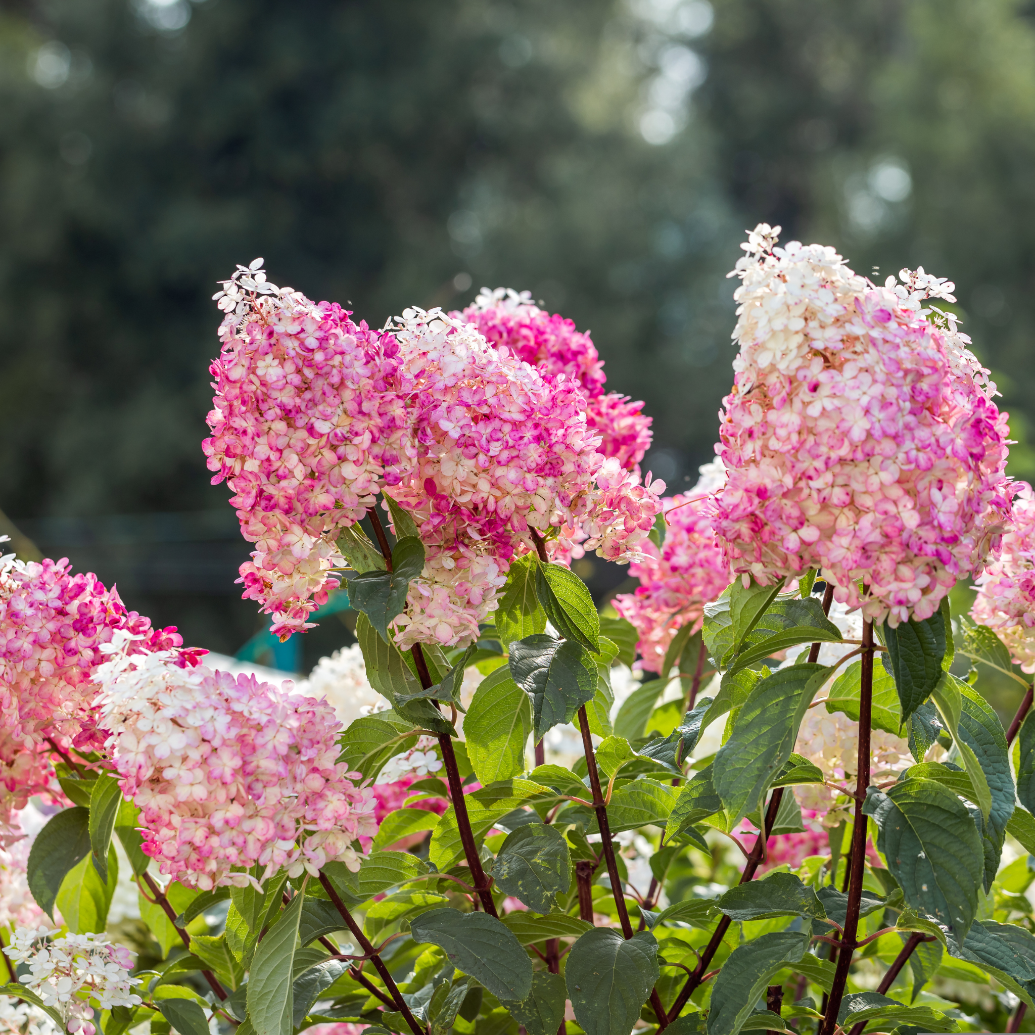 Panicled Hydrangea - Hydrangea paniculata Sundae Fraise