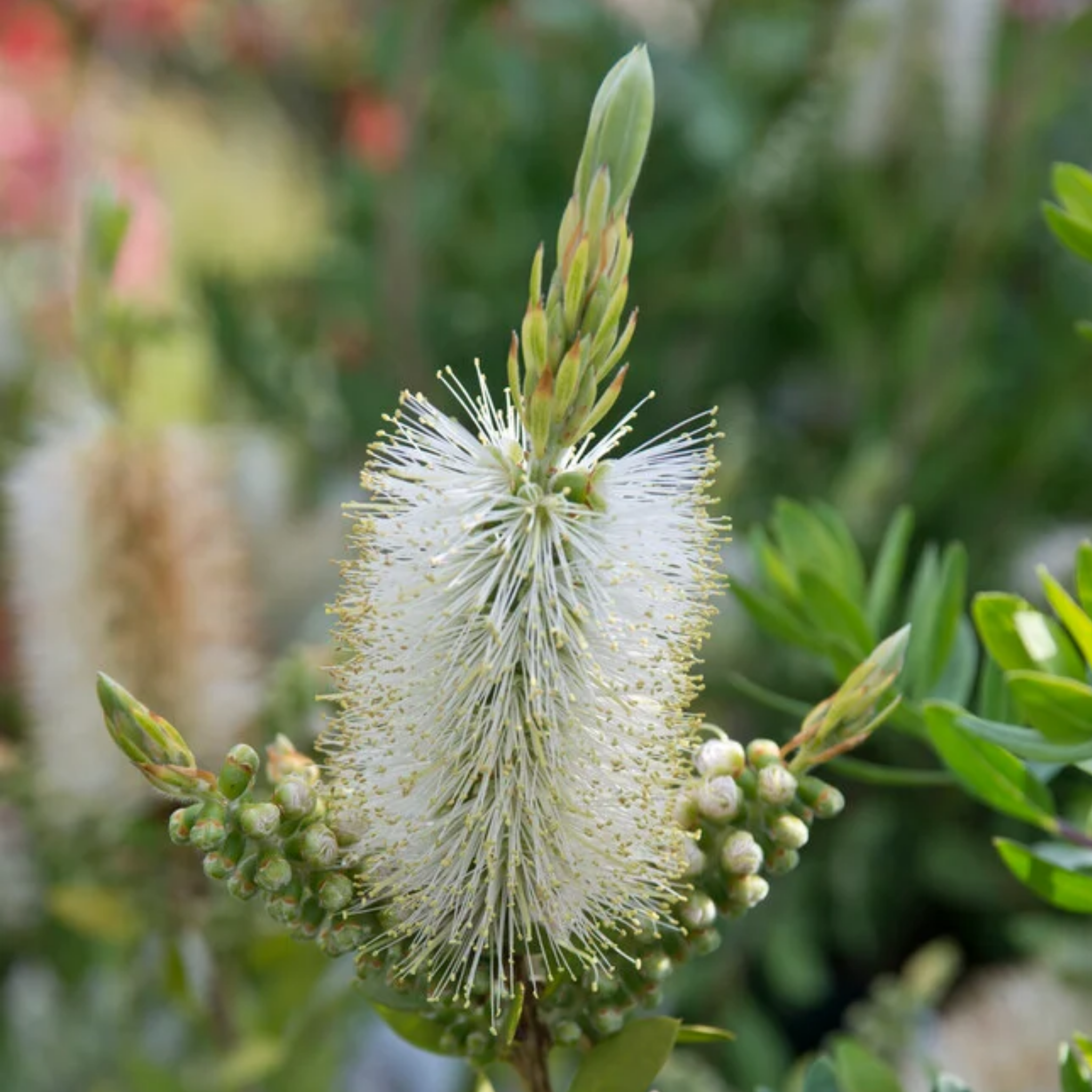 White Bottlebrush - Callistemon citrinus 'White Anzac’