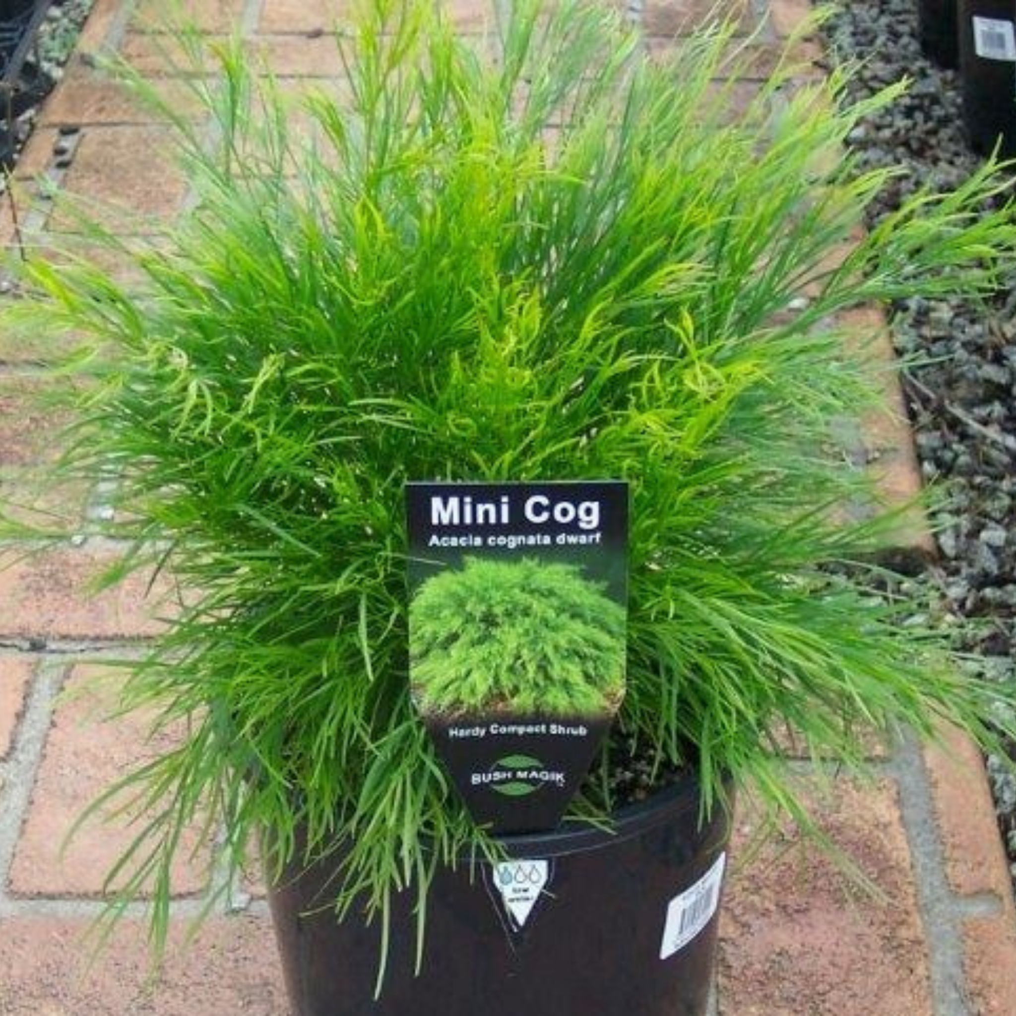 Potted plant labeled 'Mini Cog' on a brick surface