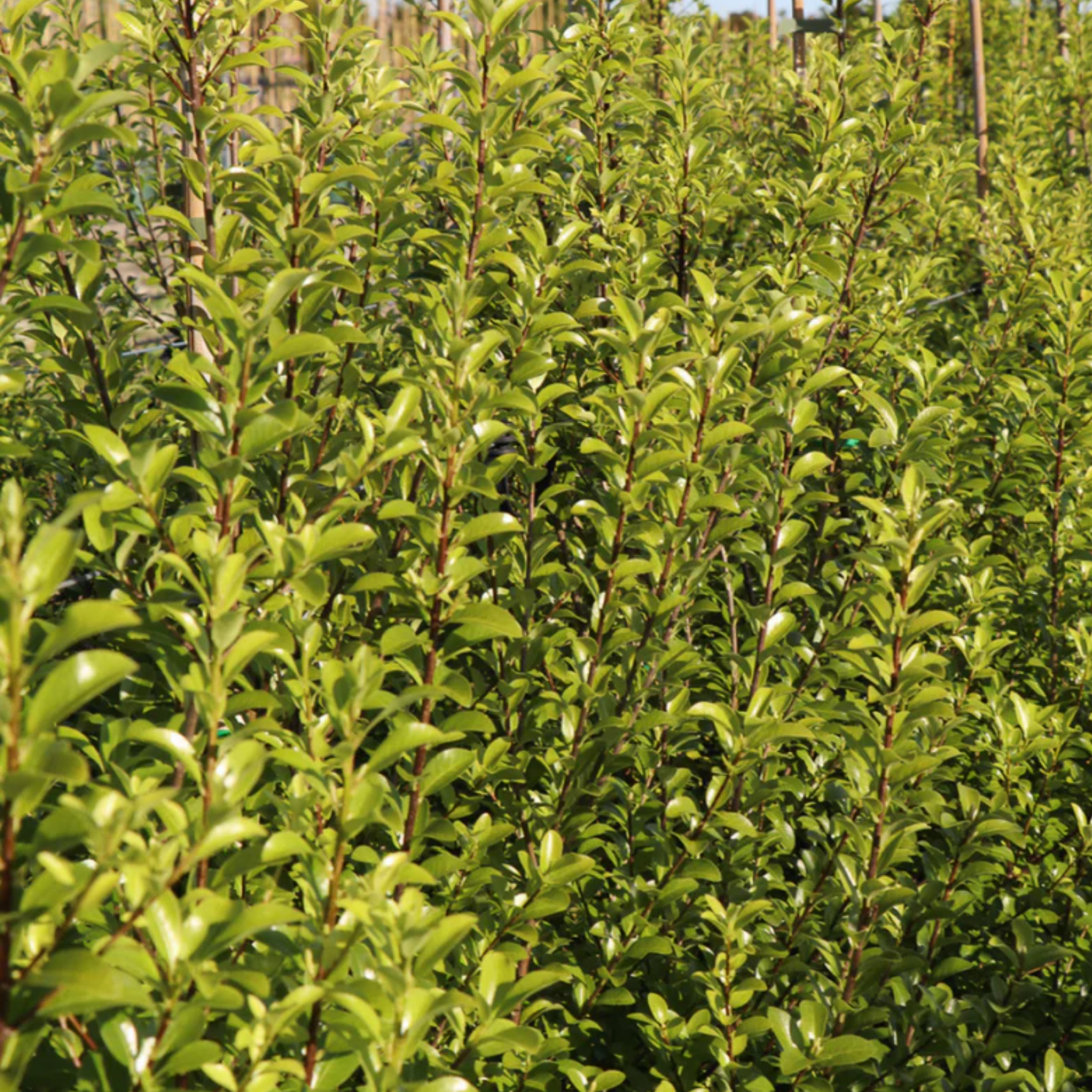 Row of young trees with green leaves in a forest setting
