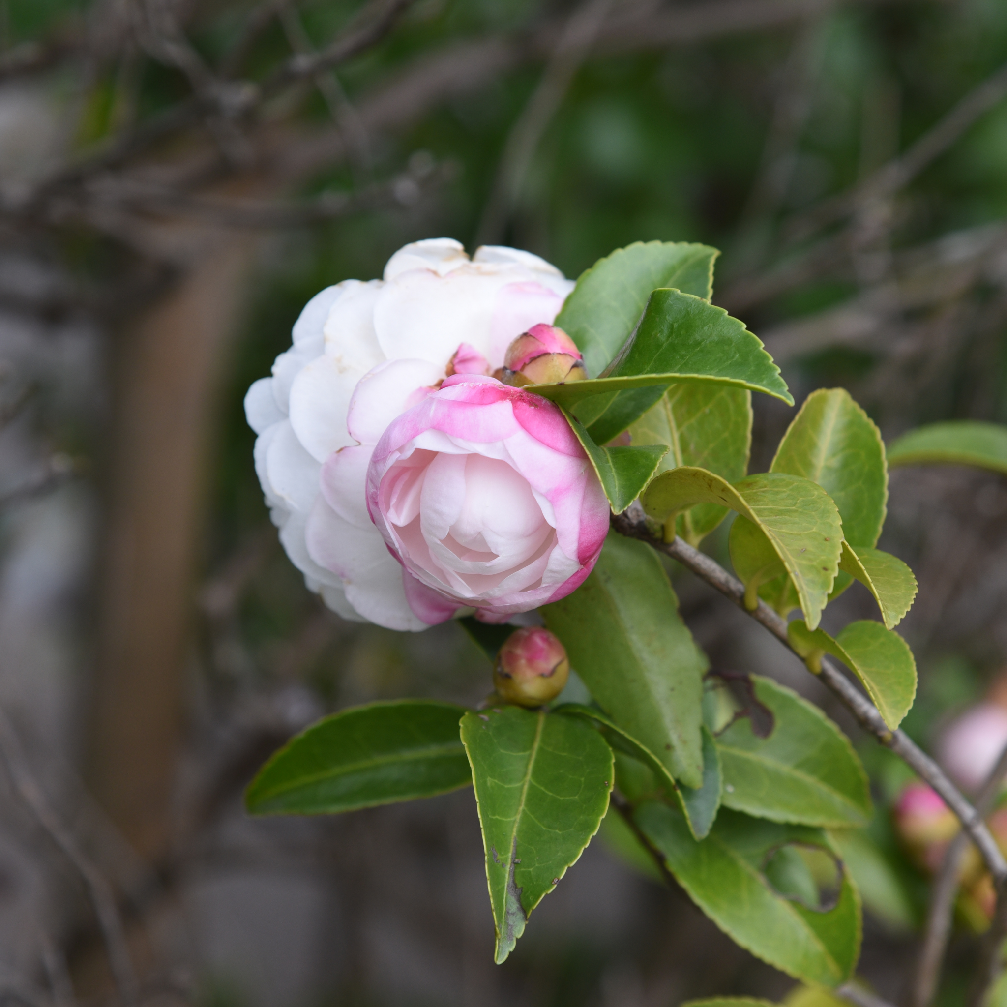 Camellia Paradise Blush - Camellia sasanqua 'Paradise Blush'