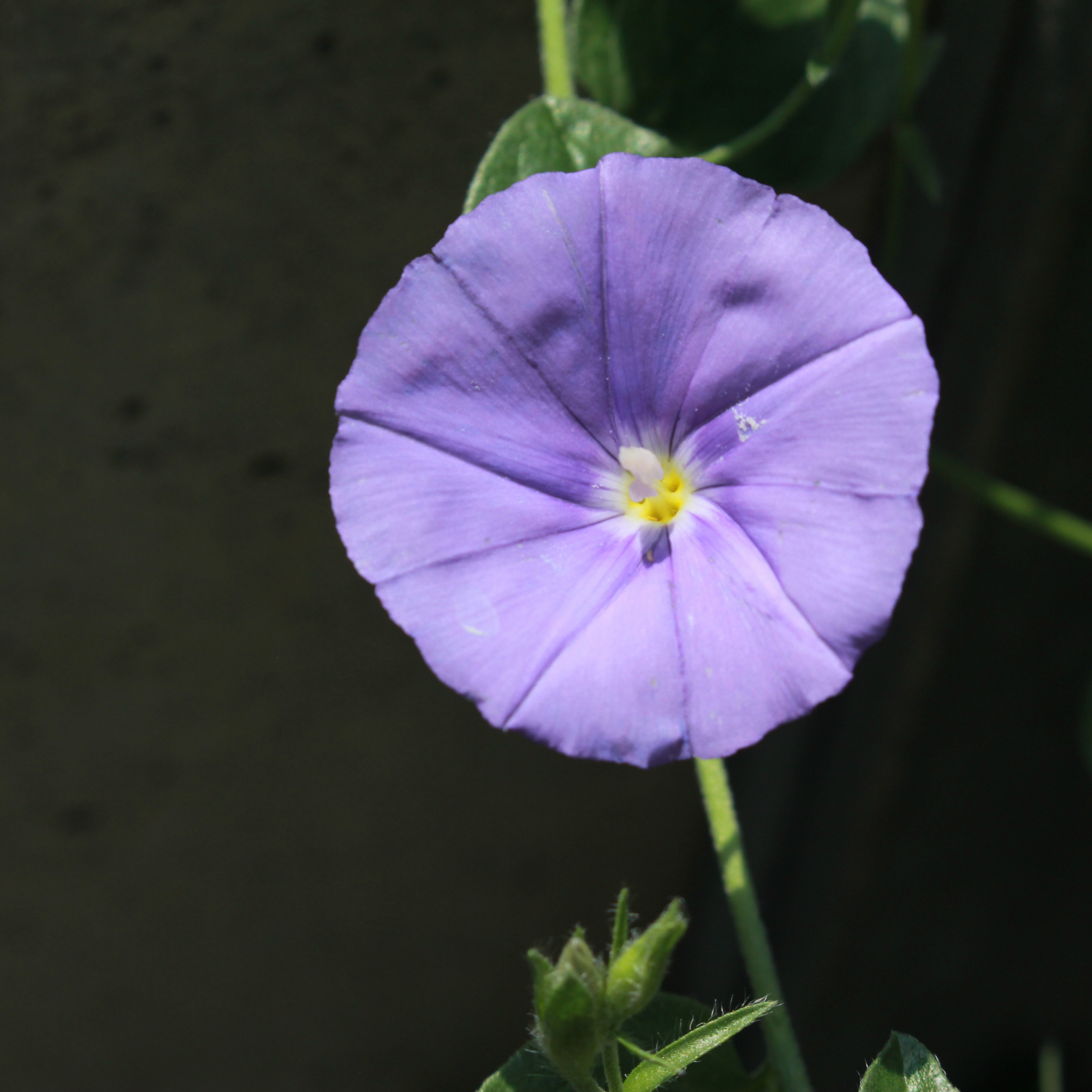 Blue Morning Glory - Convolvulus sabatius