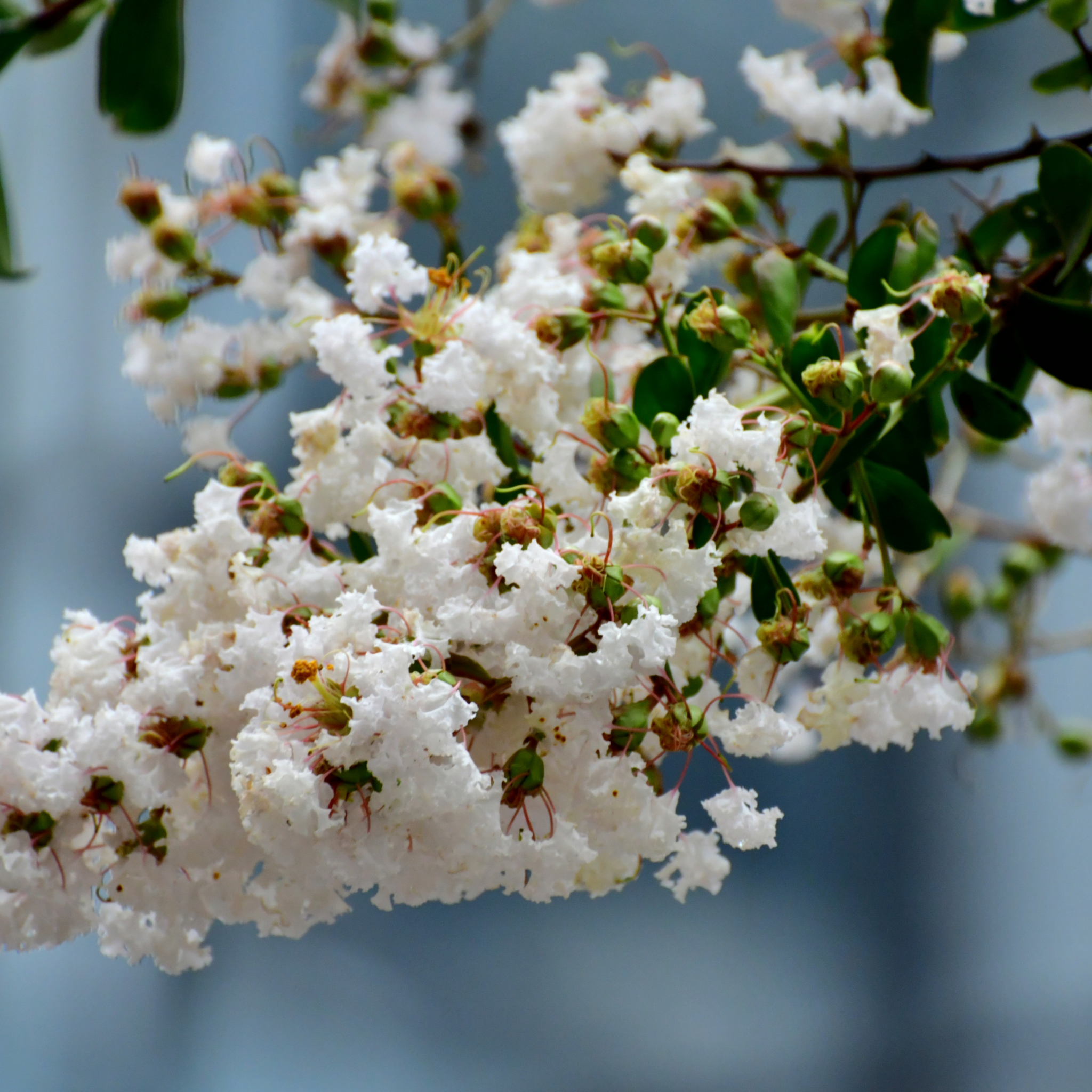 White Crepe Myrtle - Lagerstroemia indica fauriei Natchez