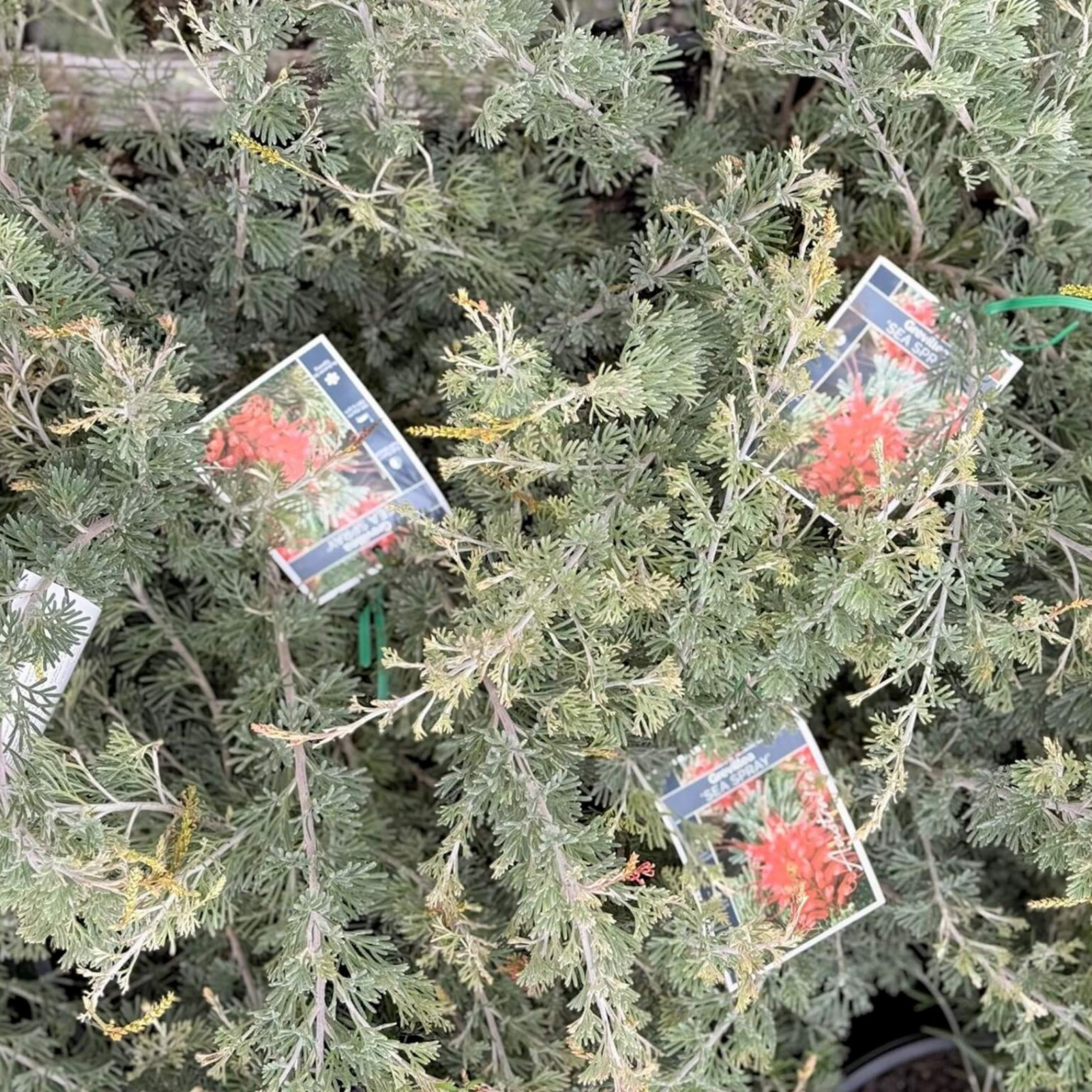 Grevillea preissii Seaspray