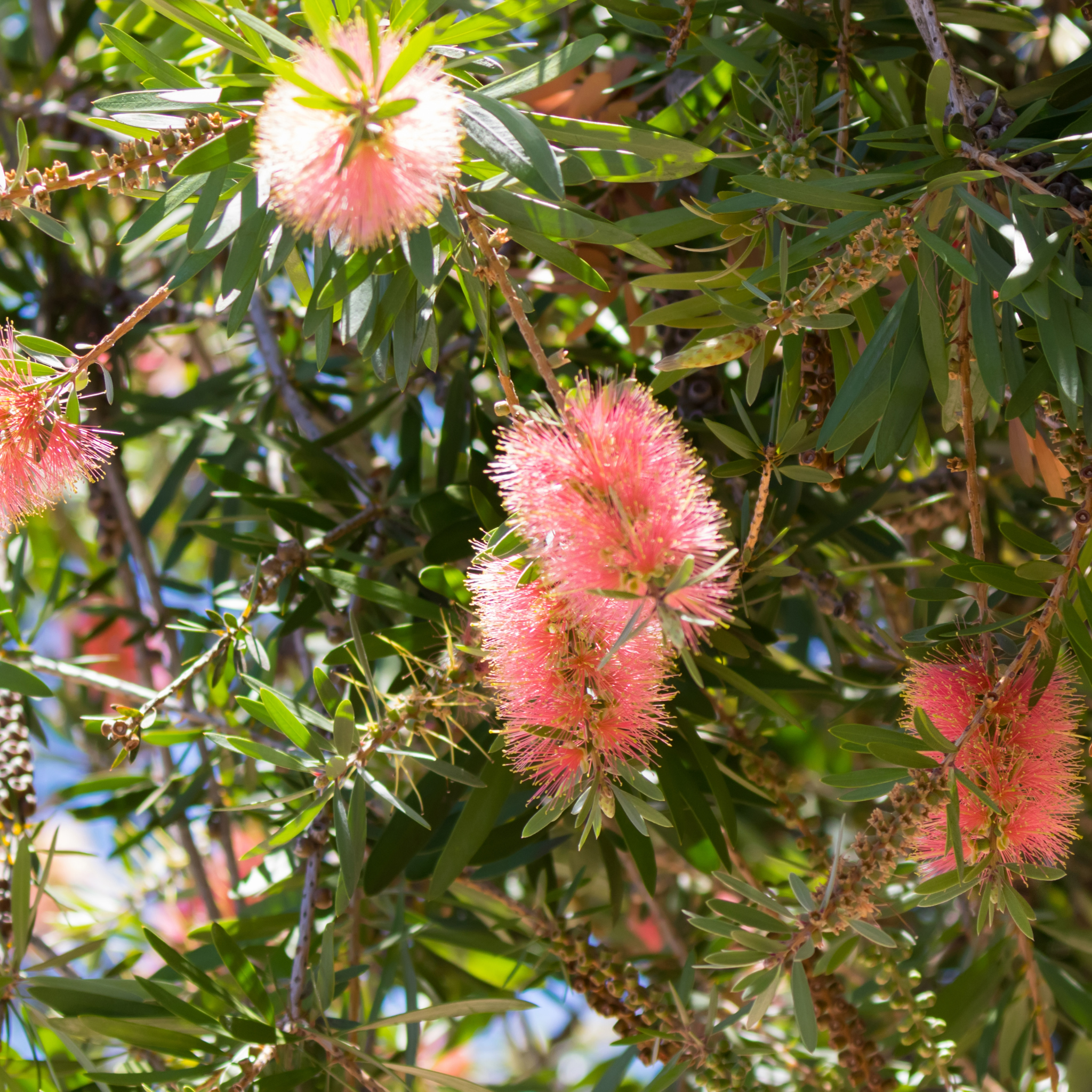 Pink Bottlebrush - Callistemon hybrida 'Injune'
