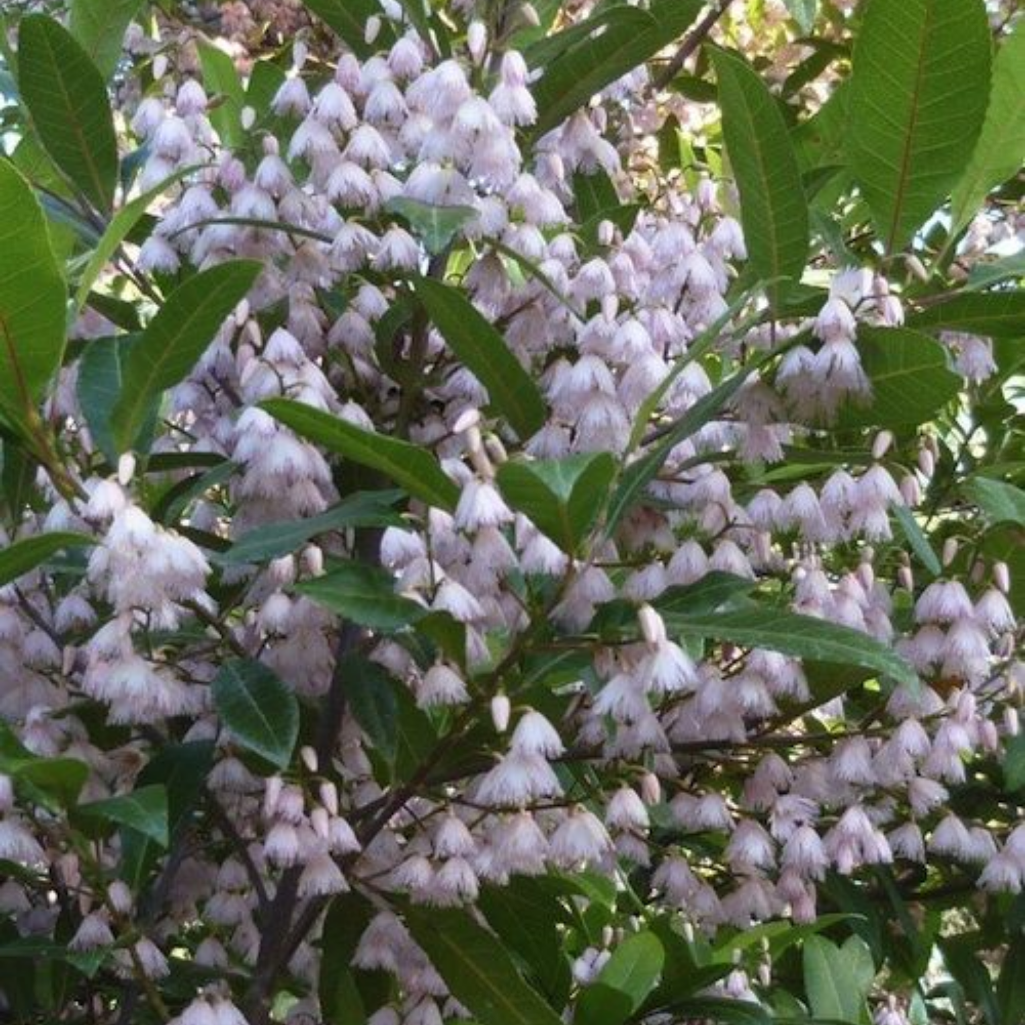 Blueberry Ash - Elaeocarpus reticulatus