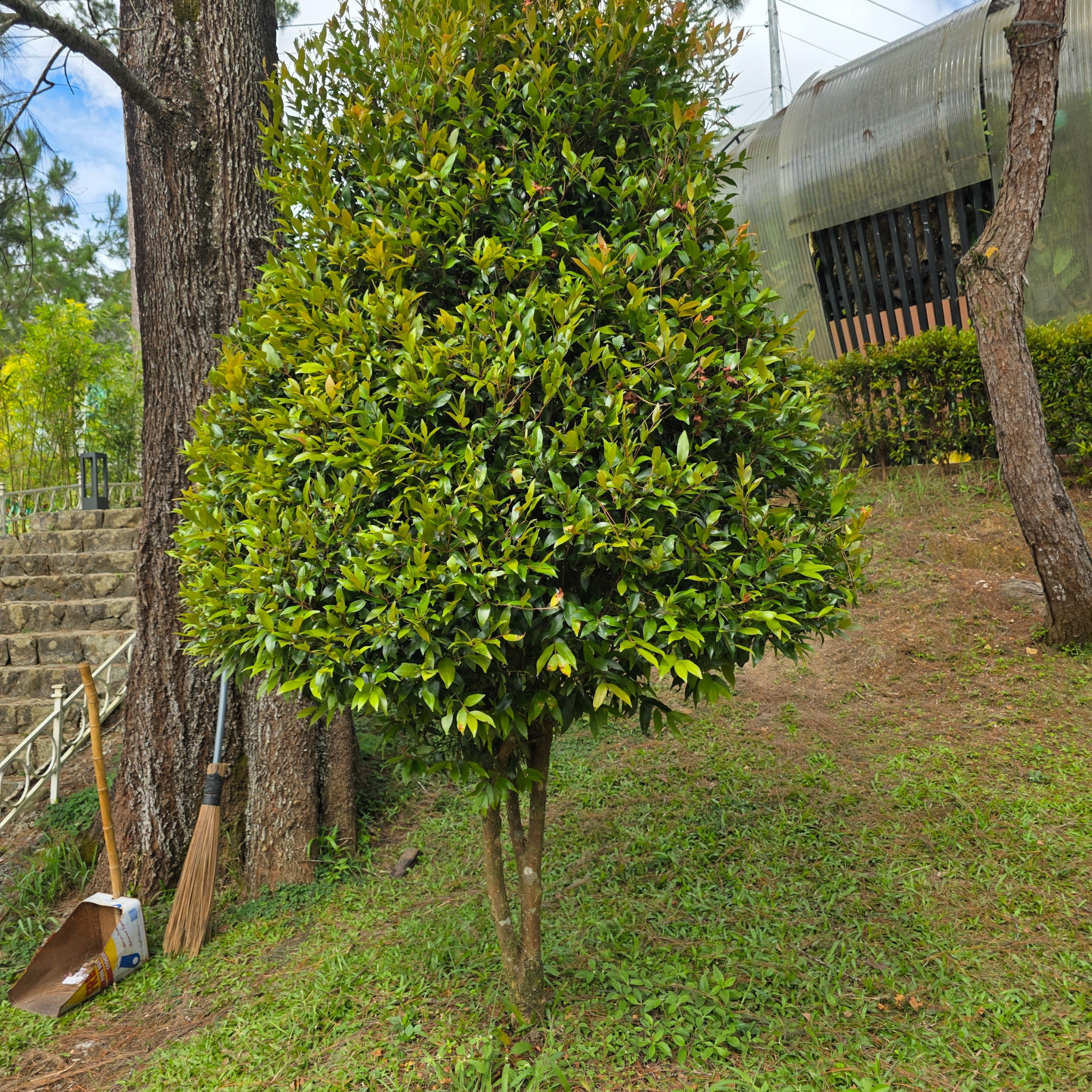 Lilly Pilly Straight And Narrow - Syzygium australe Straight And Narrow PBR