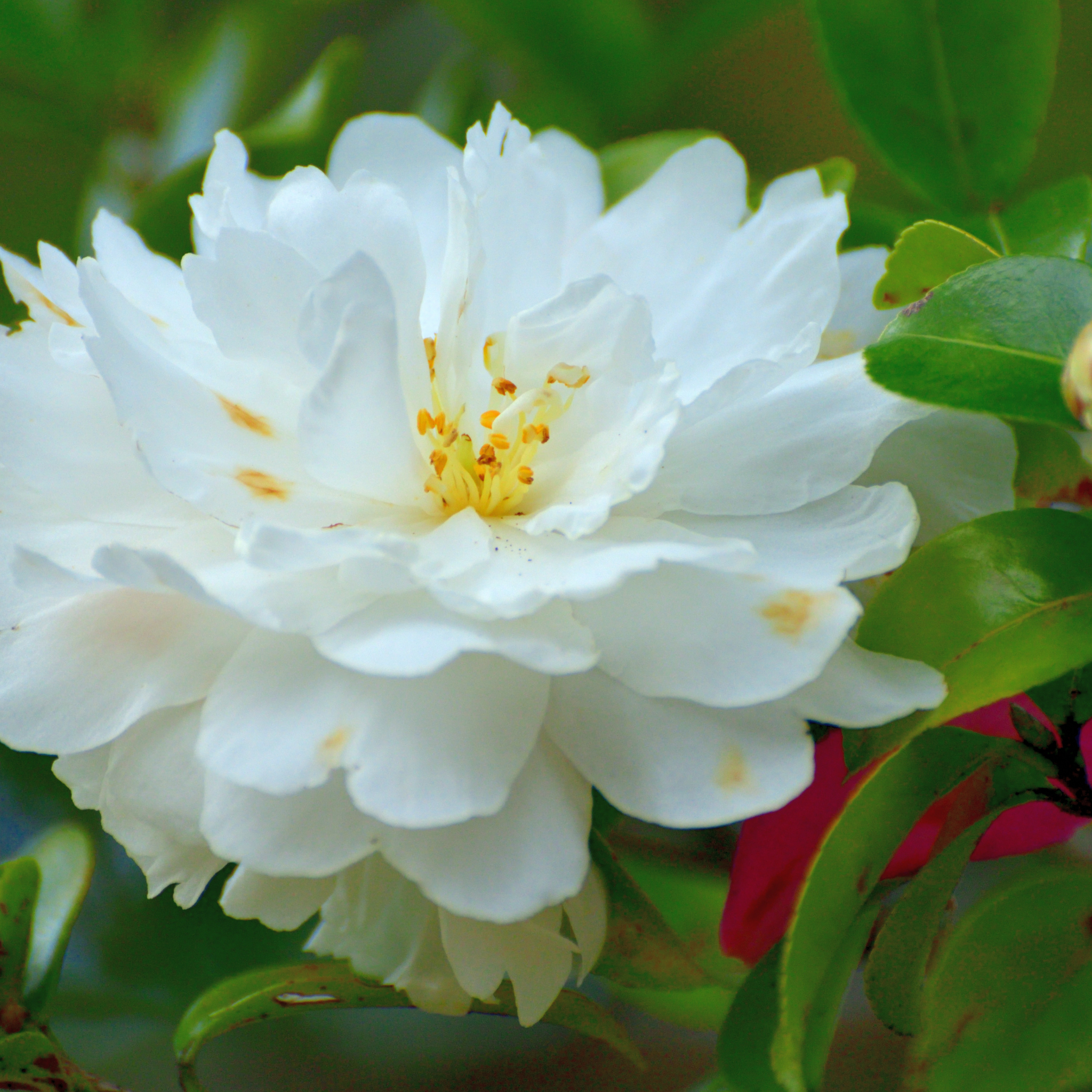 Camellia Asakura - Camellia sasanqua 'Asakura'