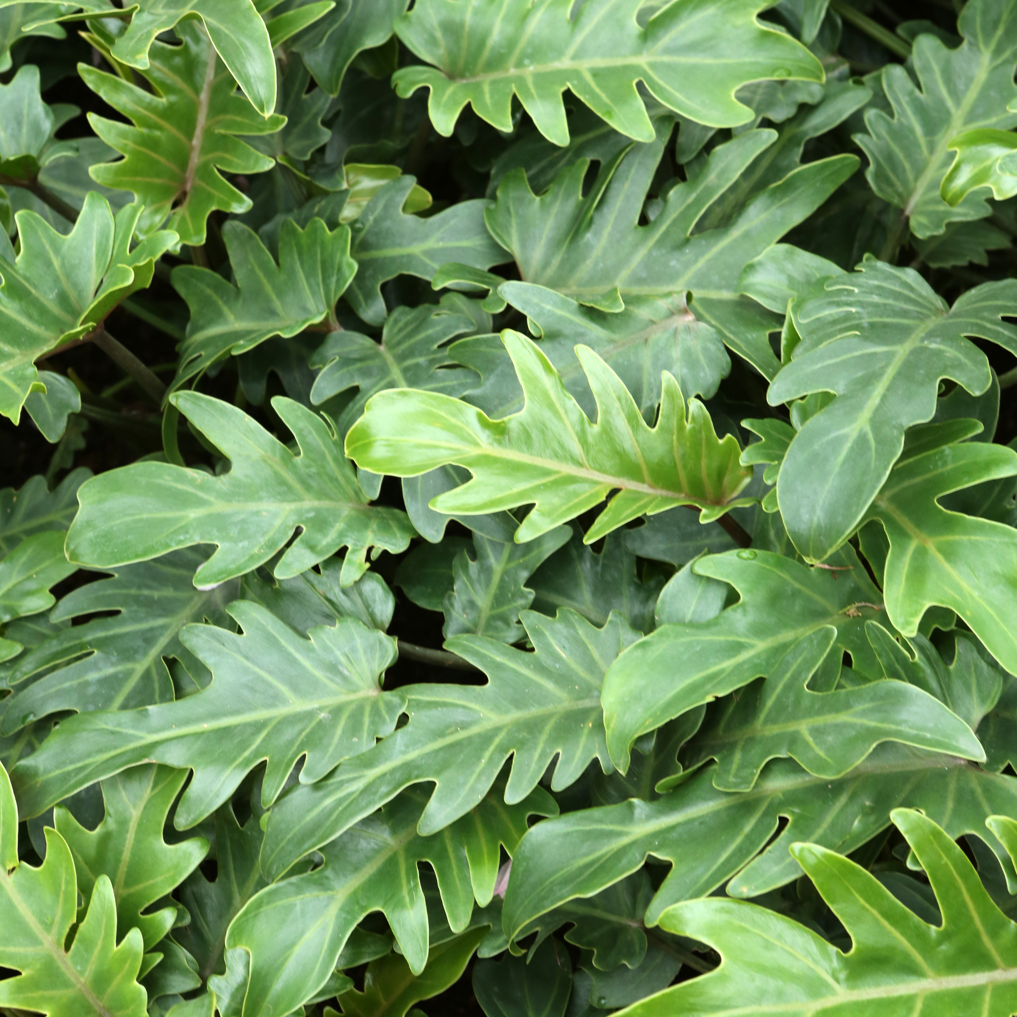 Xanadu Philodendron - Philodendron Xanadu