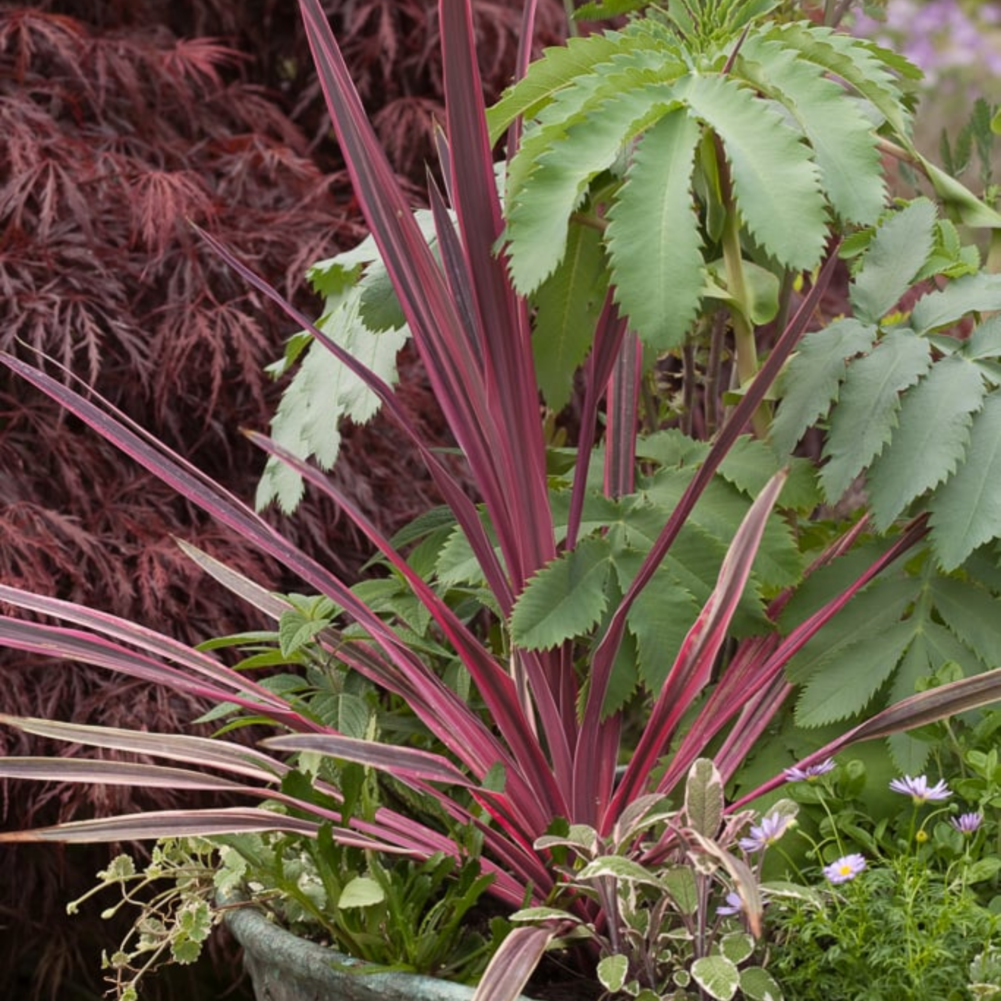 Plants with purple and green leaves in a garden setting