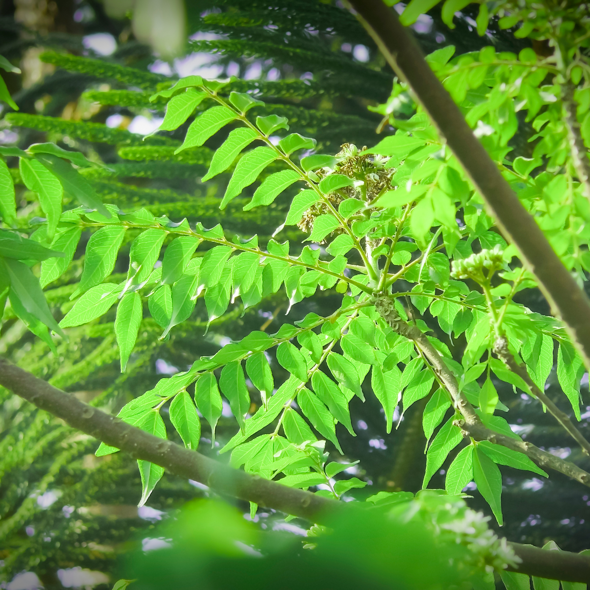 Curry Tree - Murraya koenigii