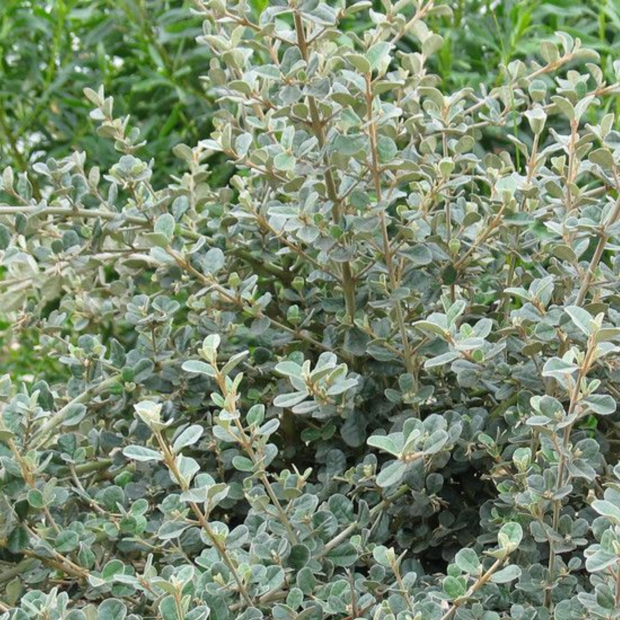 White Correa - Correa alba