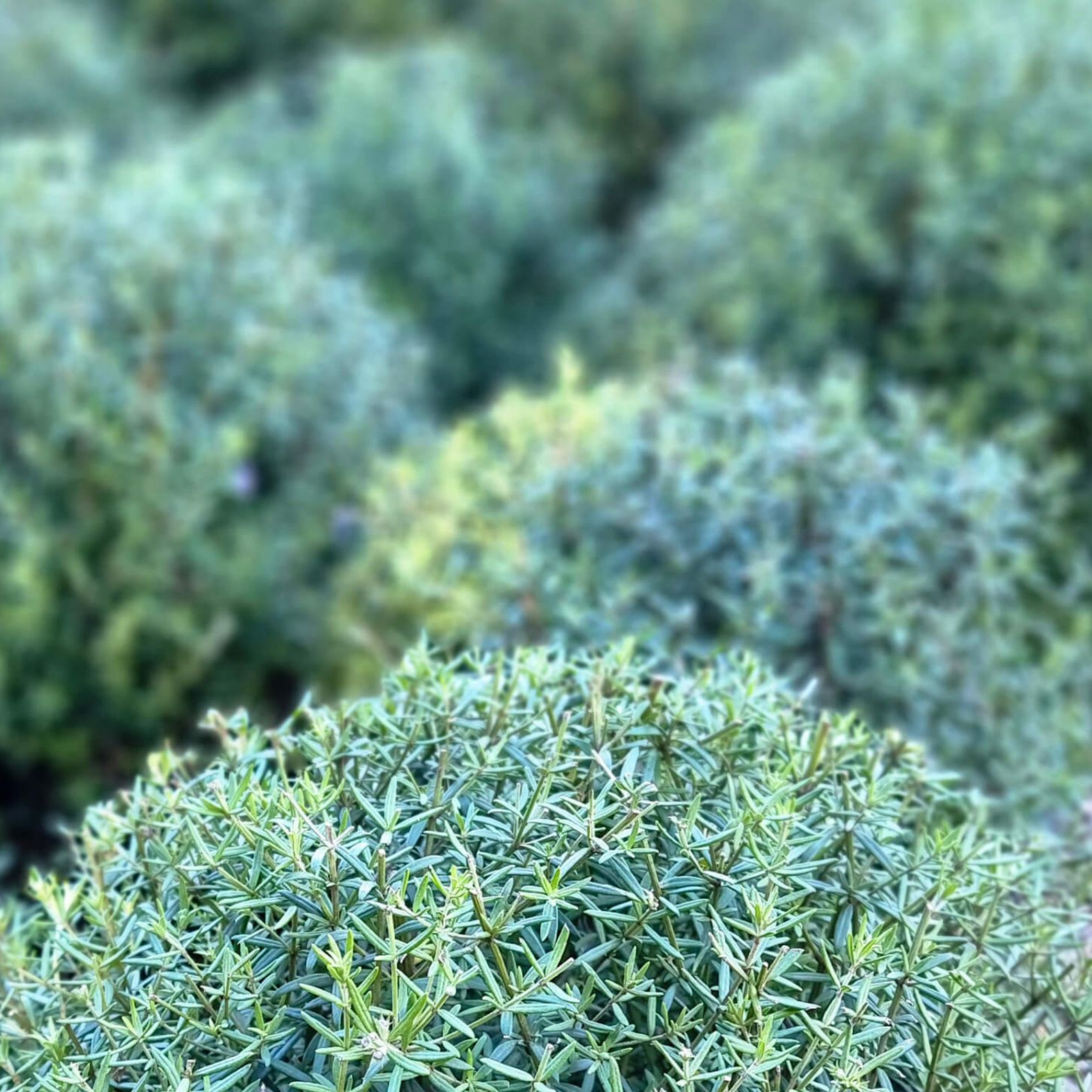 Coastal Rosemary Wynyabbie Gem - Westringia fruticosa Wynyabbie Gem