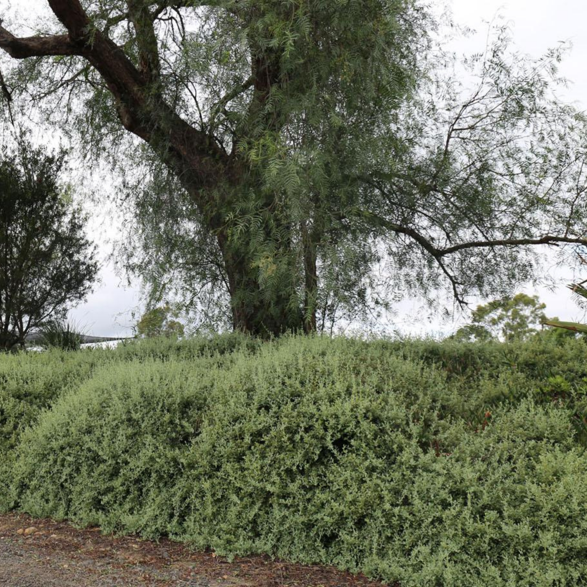 Creeping saltbush - Rhagodia spinescens Aussie Flat Bush PBR