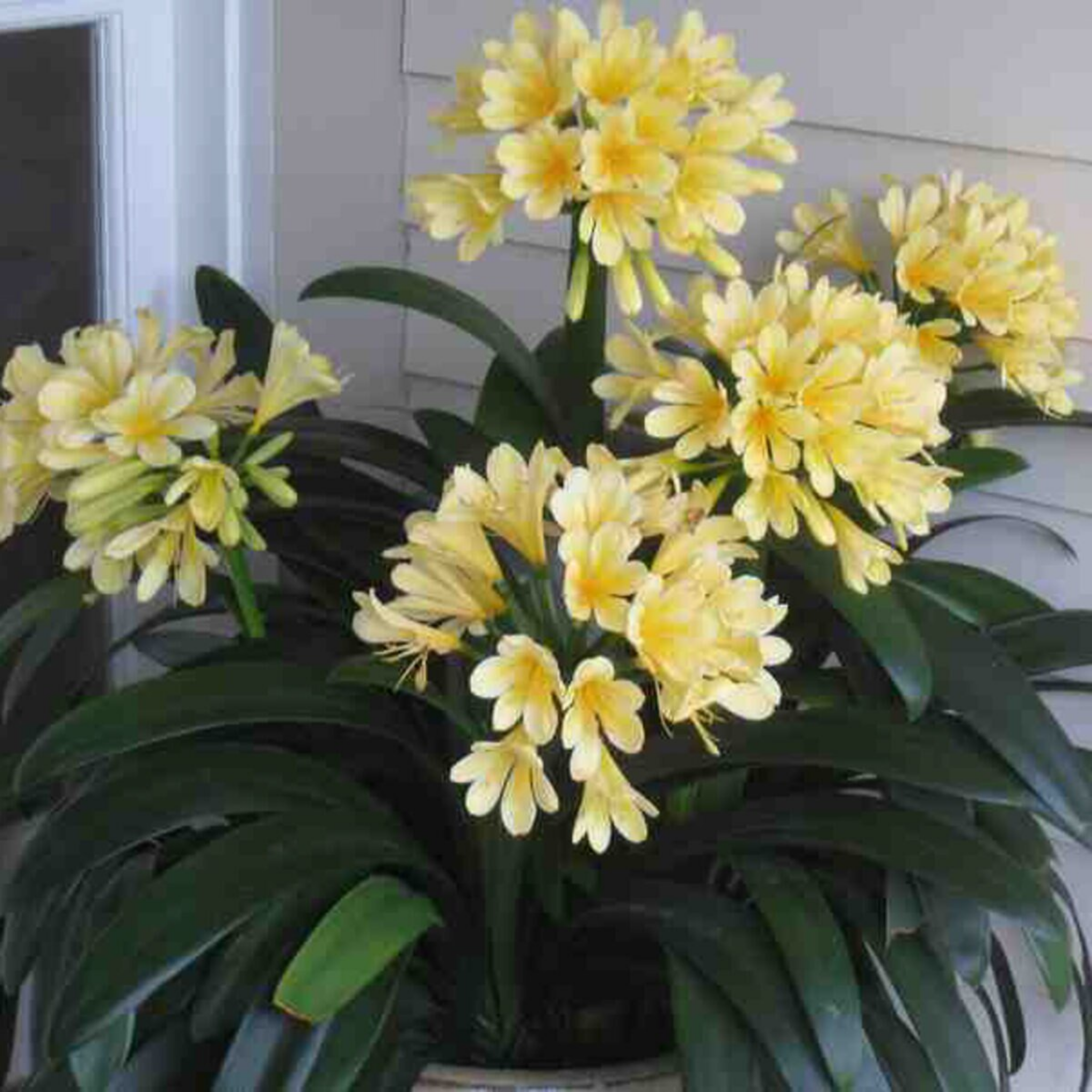 Yellow flowers with green leaves in a pot against a neutral background