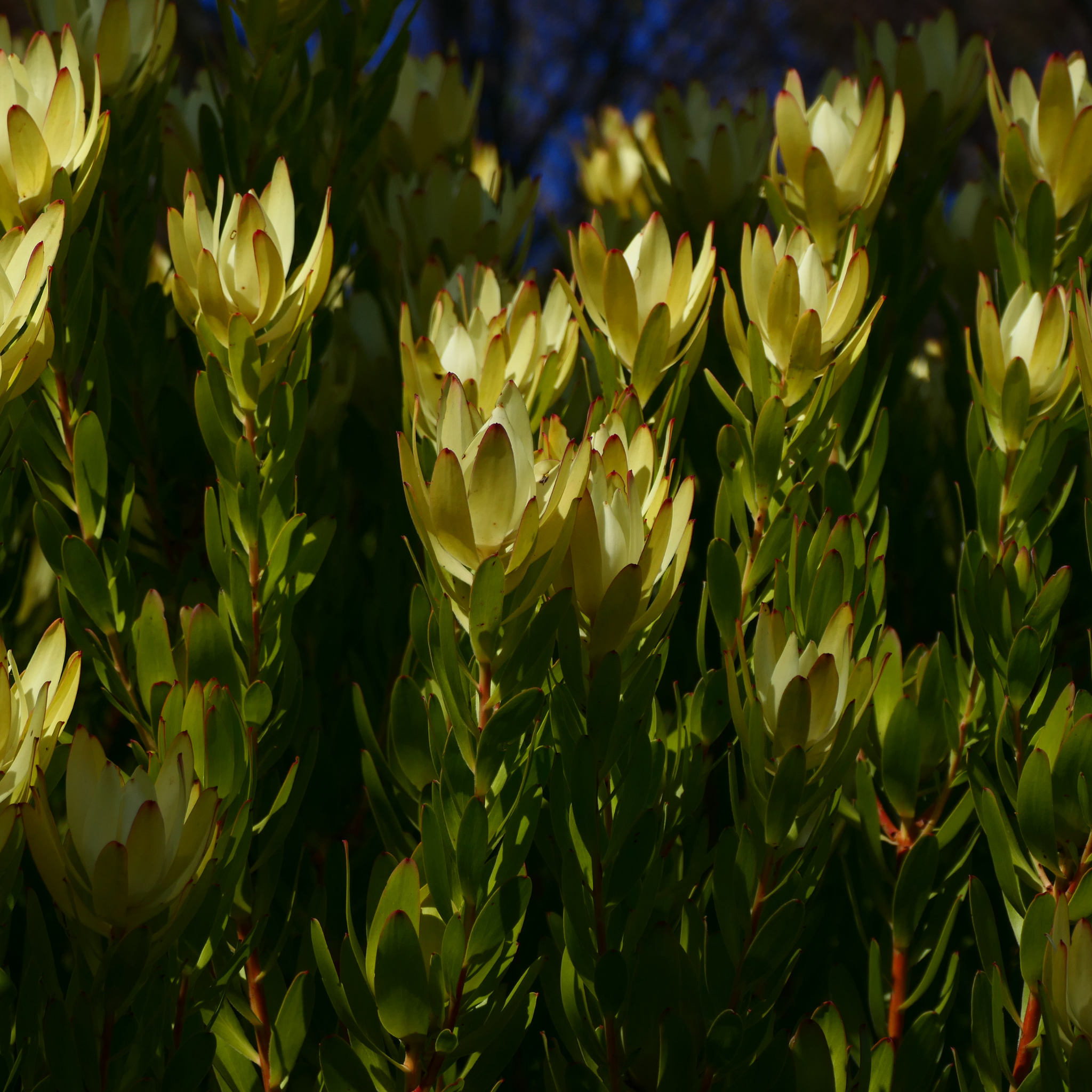 Conebush Fireglow - Leucadendron salignum Fireglow