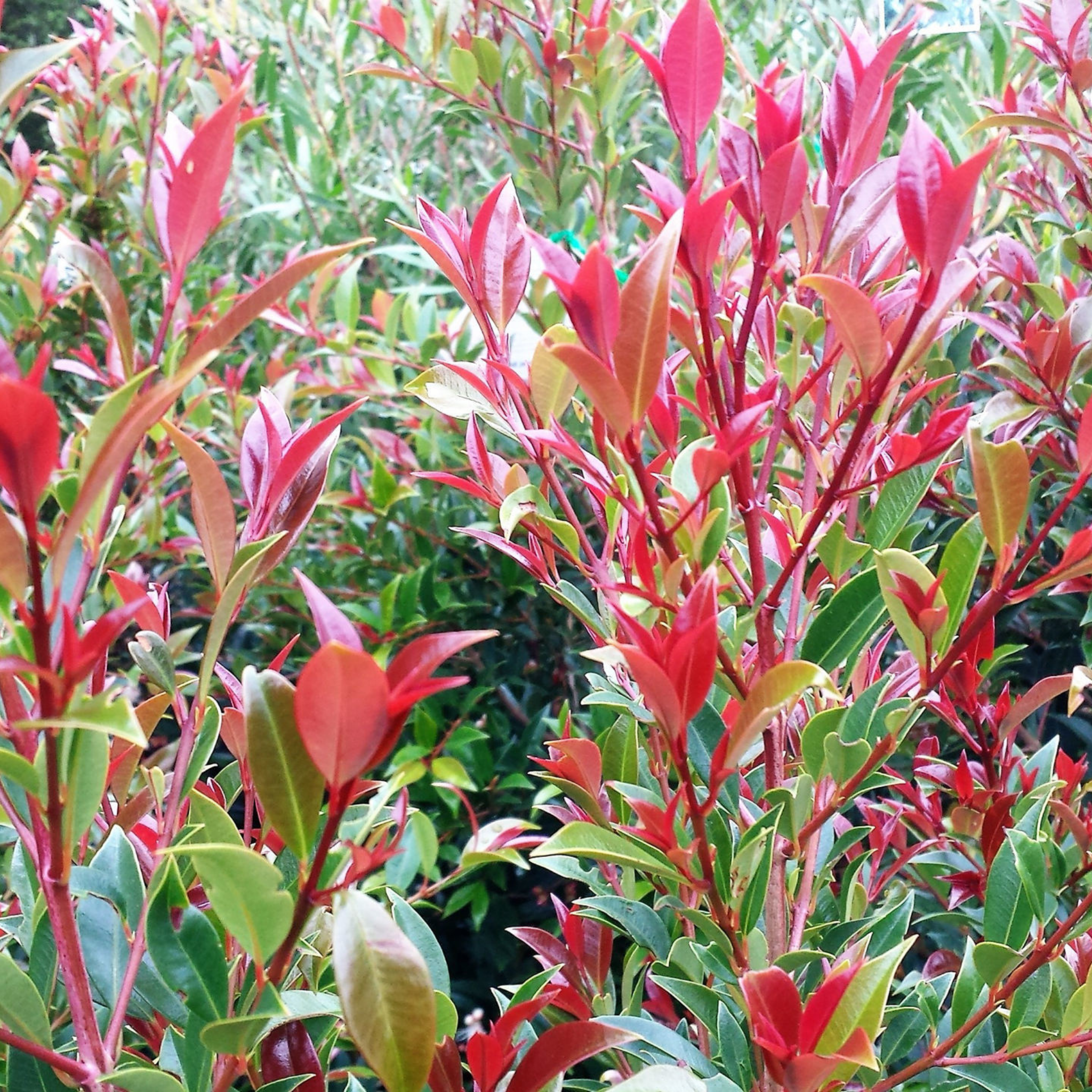 Lilly Pilly Winter Lights - Syzygium australe Winter Lights