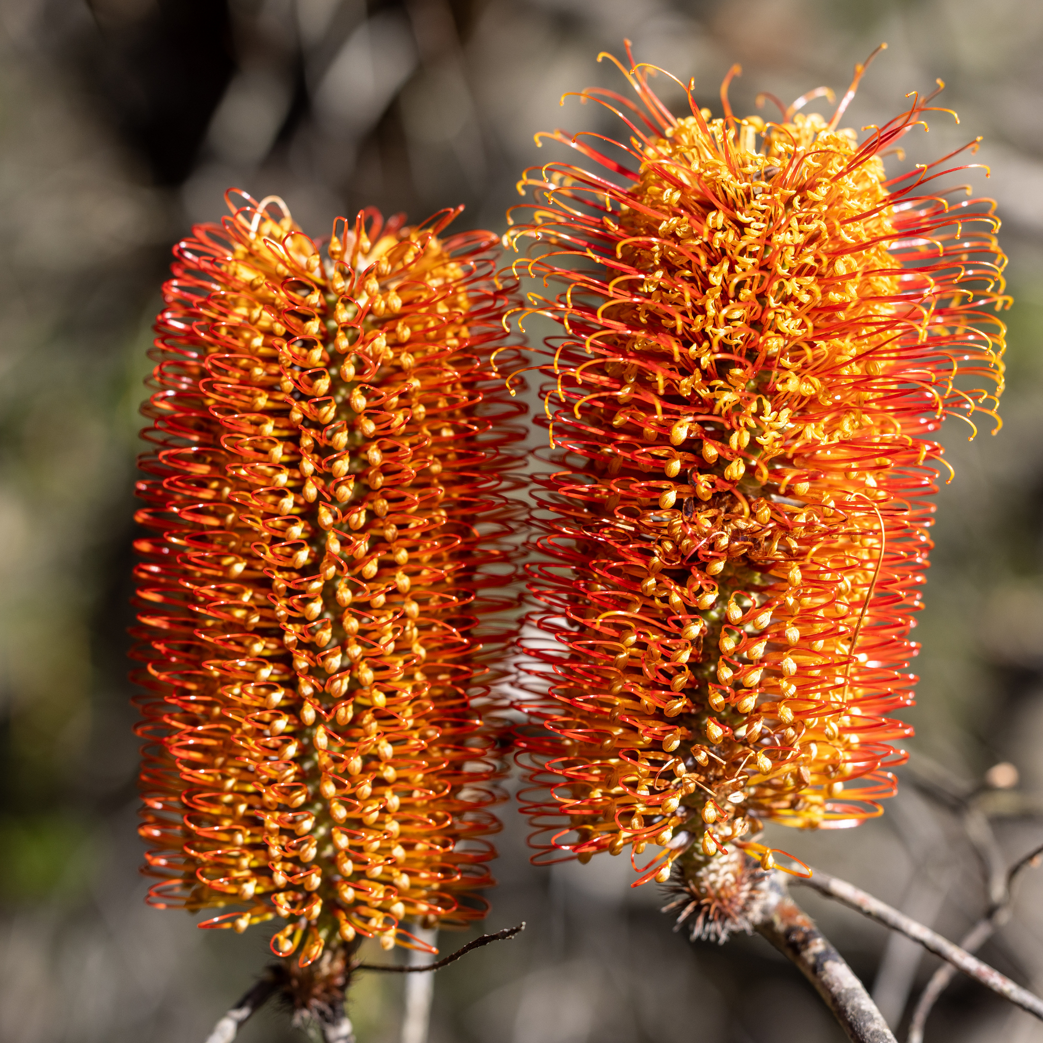 Two orange flower spikes with a blurred natural background