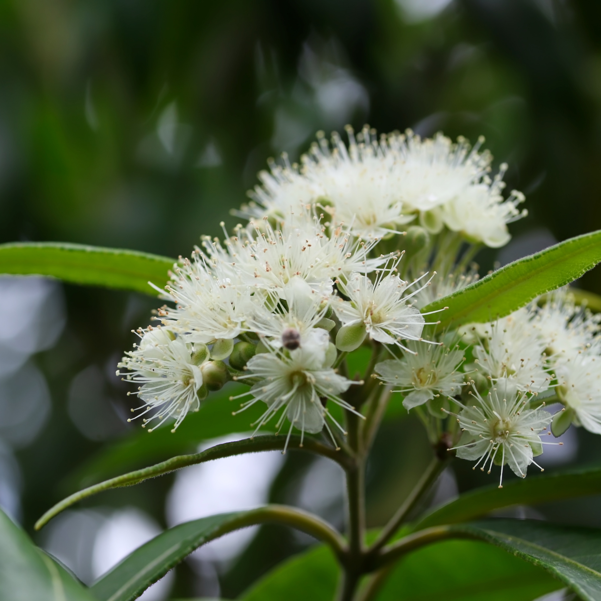 Close-up of white flowers with green leaves on a blurred natural background