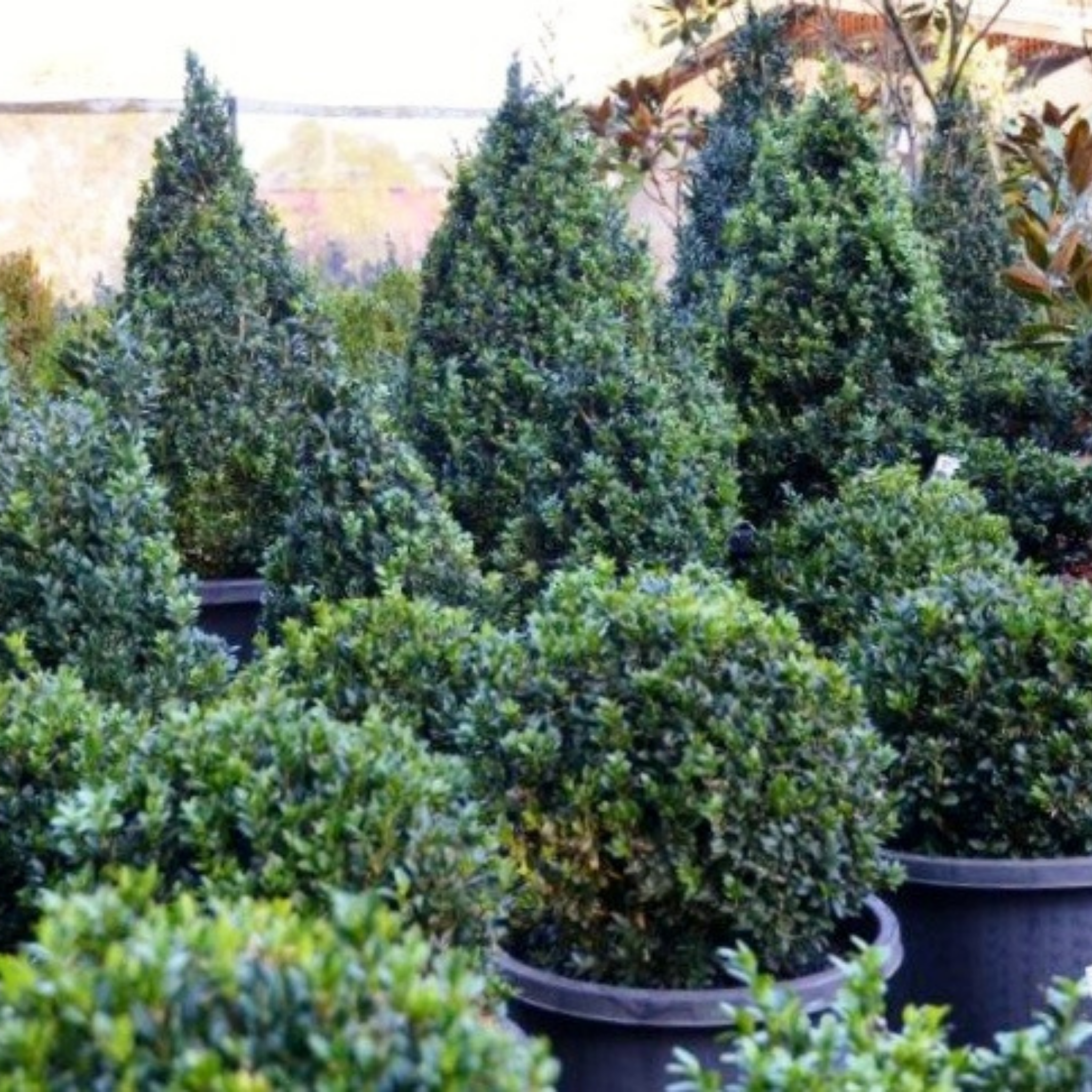 Group of potted coniferous trees in a garden setting