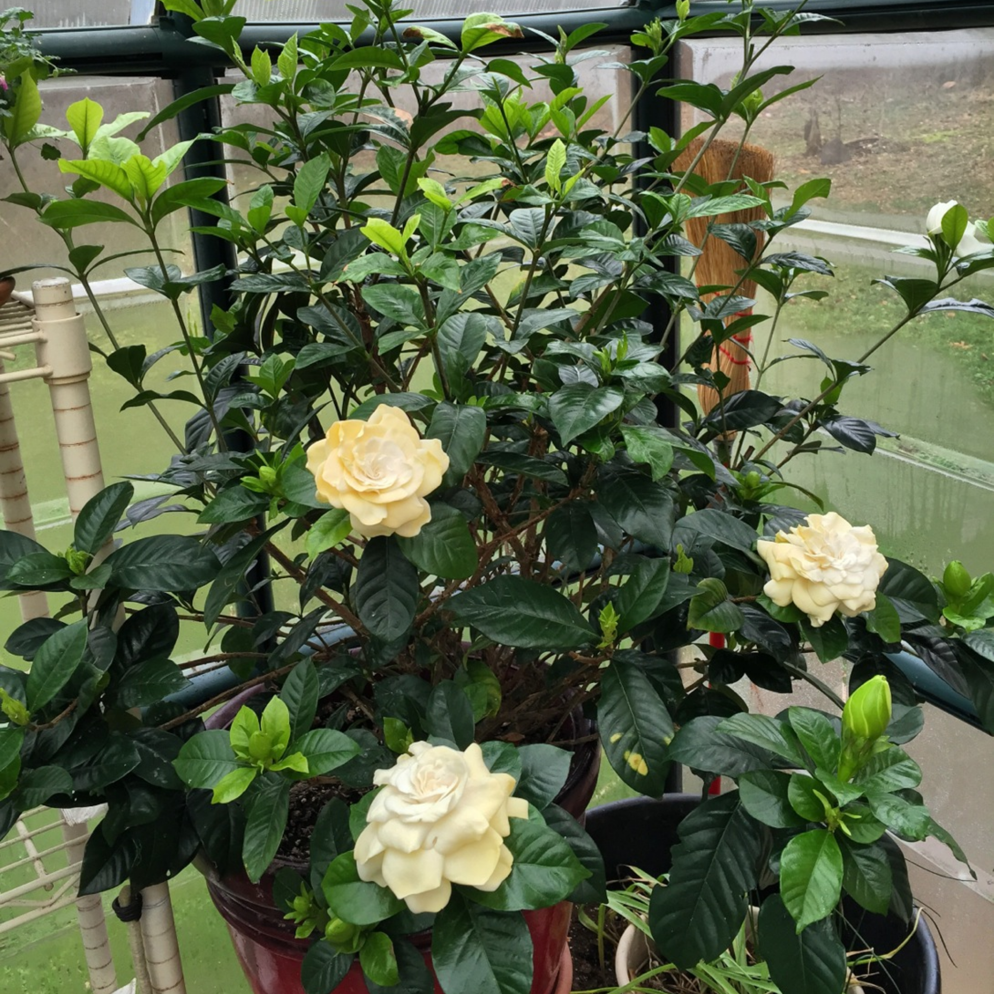Gardenia augusta Golden Magic