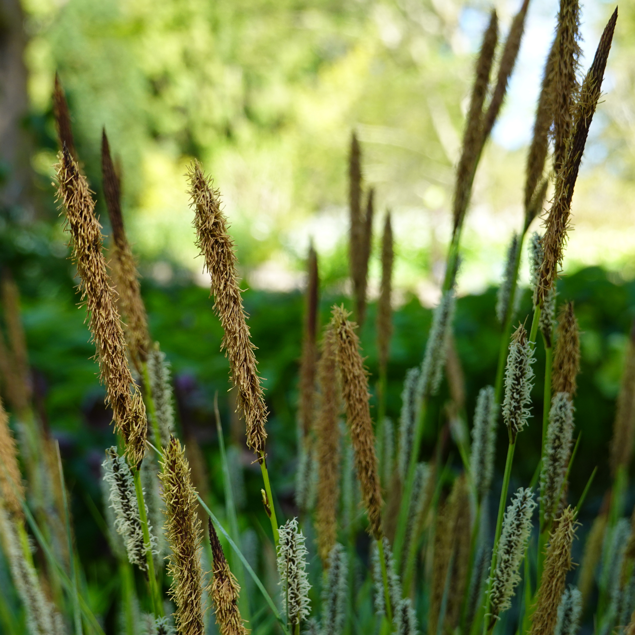 Close-up of grasses with a blurred natural background