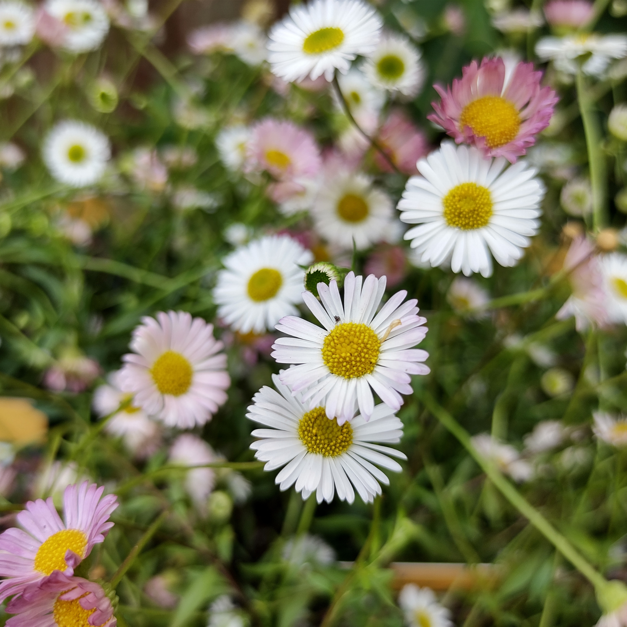 Seaside Daisy - Erigeron karvinskianus
