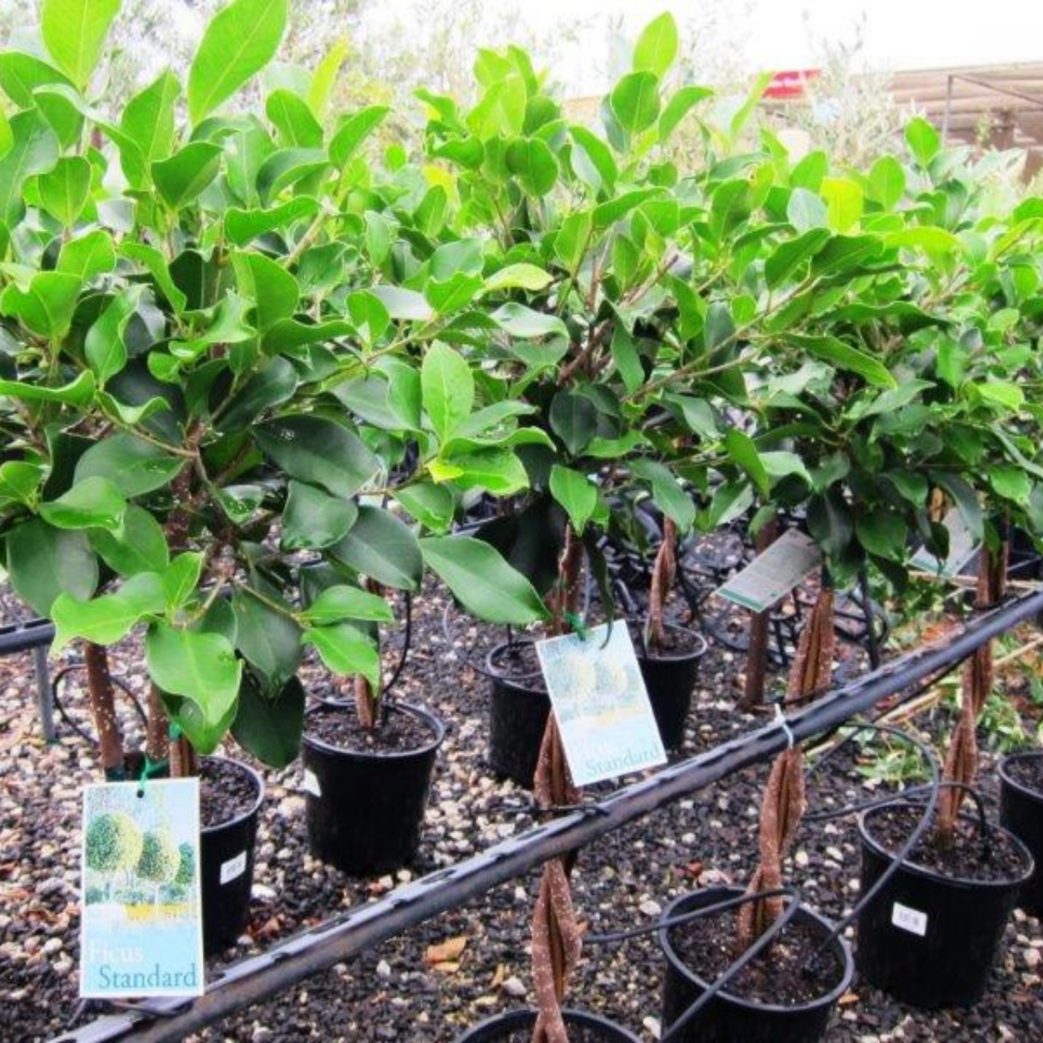 Hills Weeping Fig - Ficus microcarpa hillii Emerald
