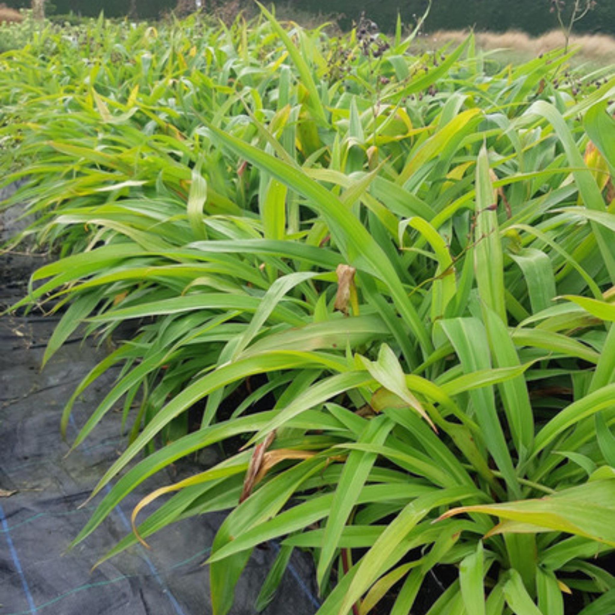 Row of green plants with a clear background