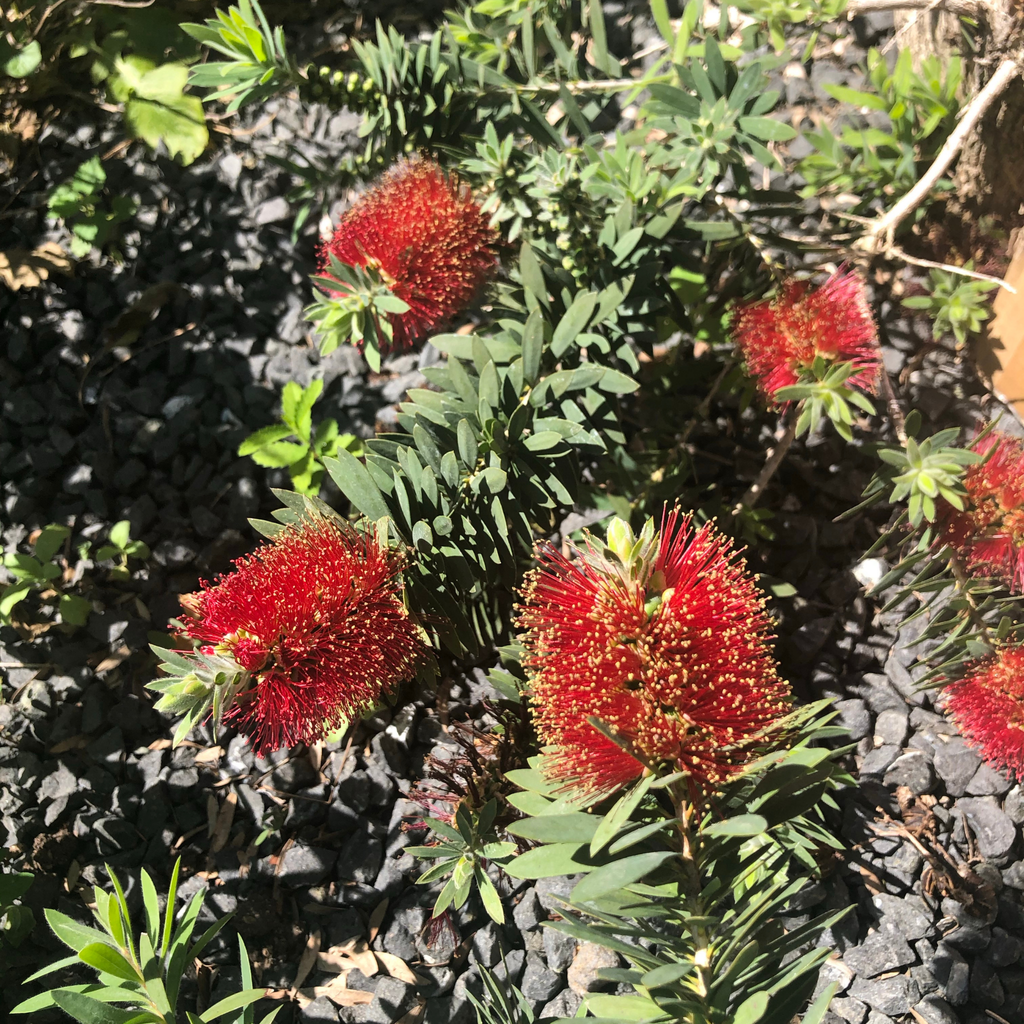 Dwarf Bottlebrush Little John - Callistemon viminalis 'Little John'
