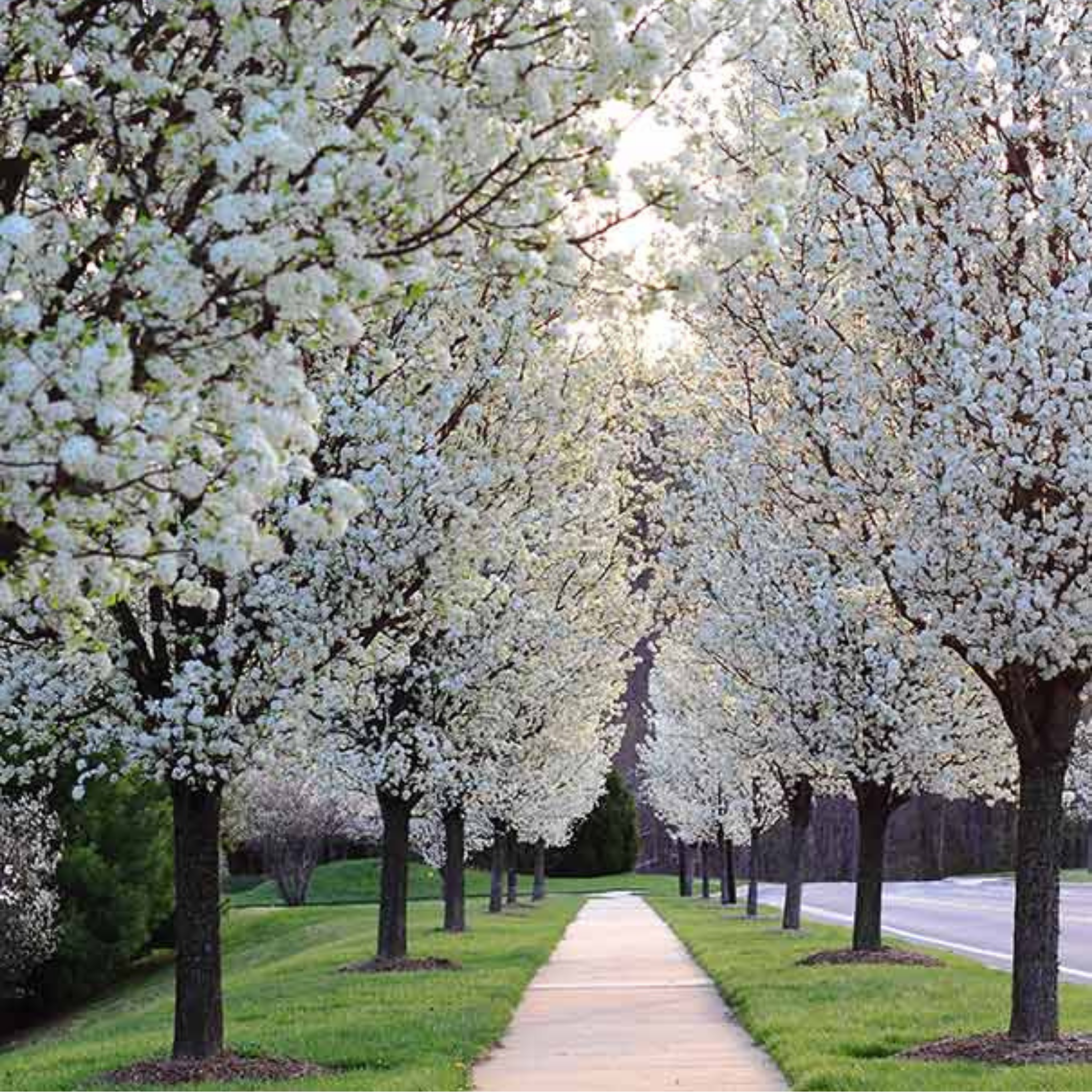 Ornamental Callery Pear Cleveland Select - Pyrus calleryana Cleveland Select