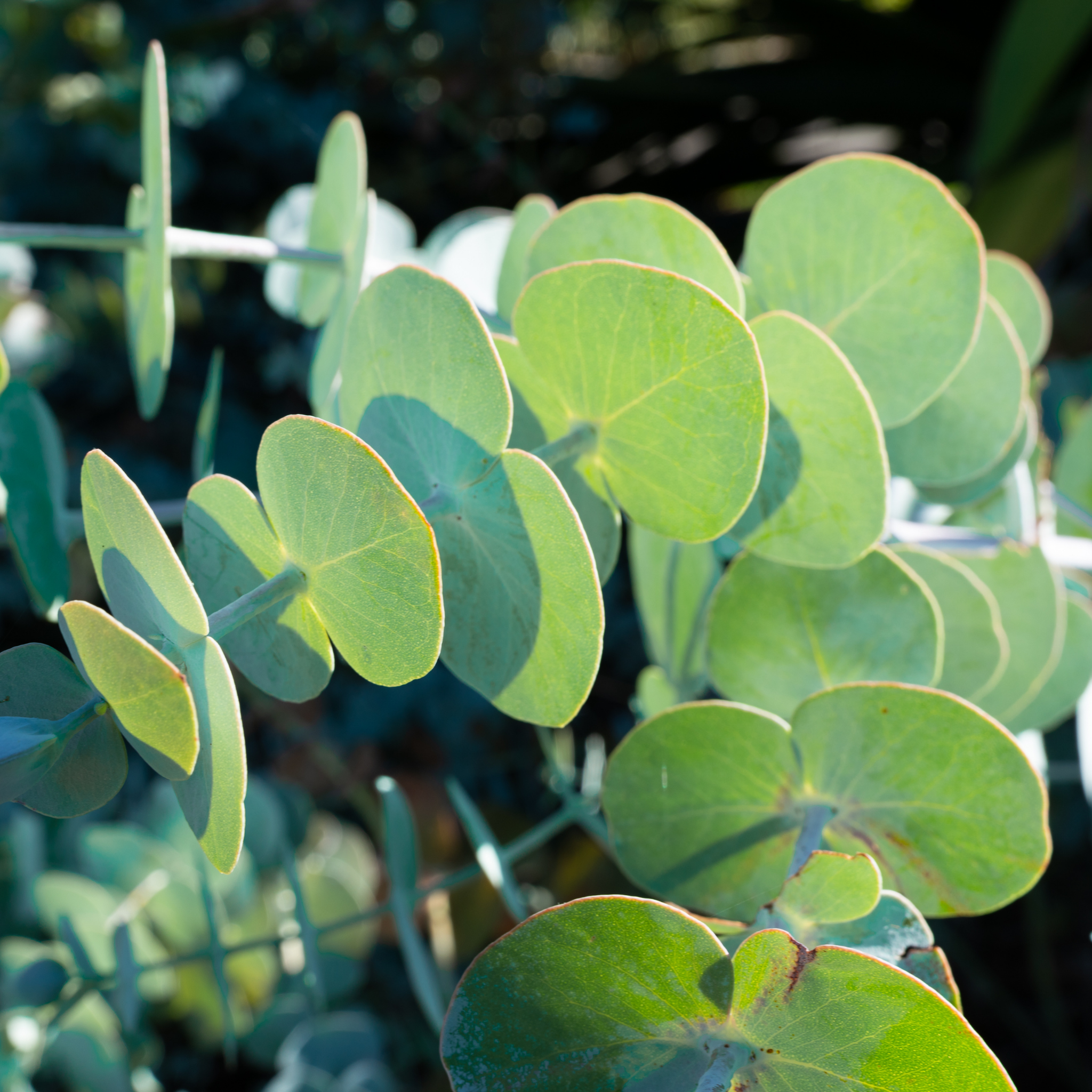 Silver Leaved Mountain Gum - Eucalyptus pulverulenta