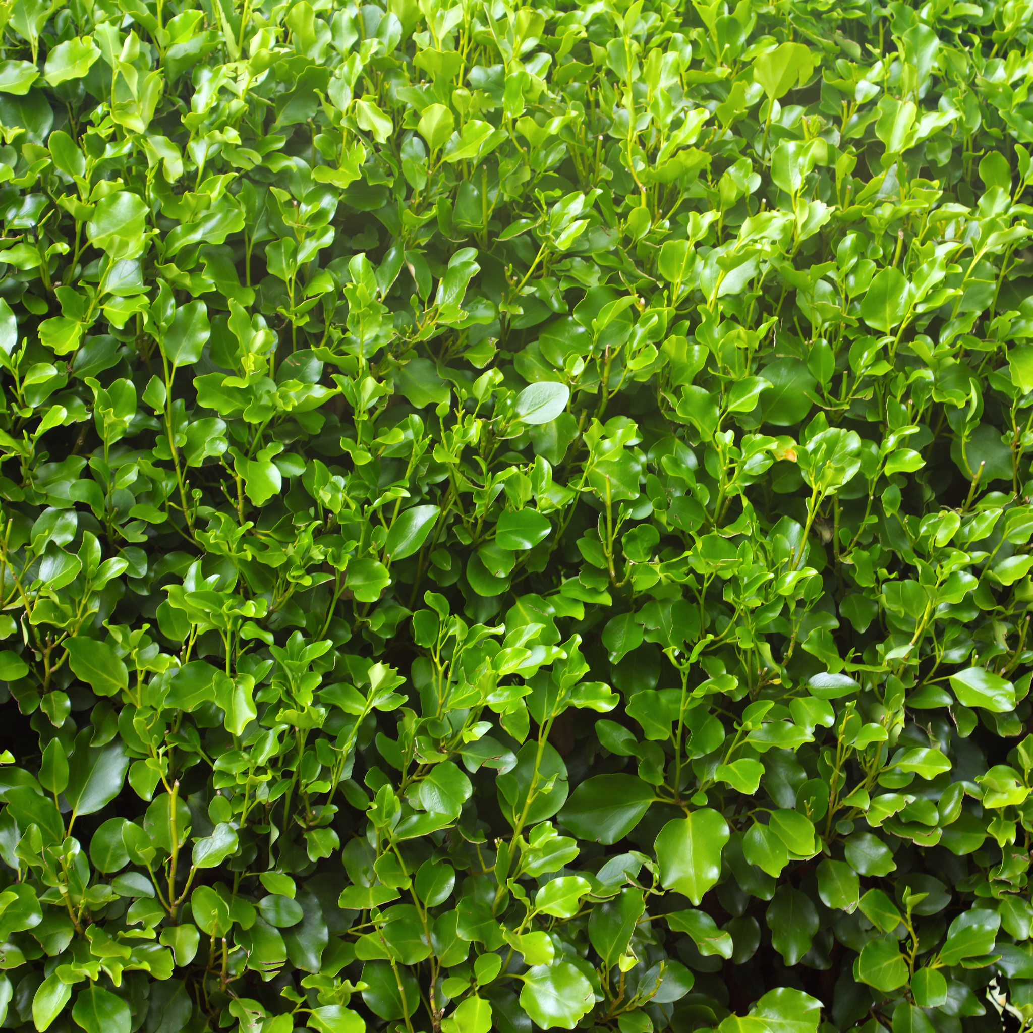New Zealand Broadleaf Mint - Griselinia littoralis