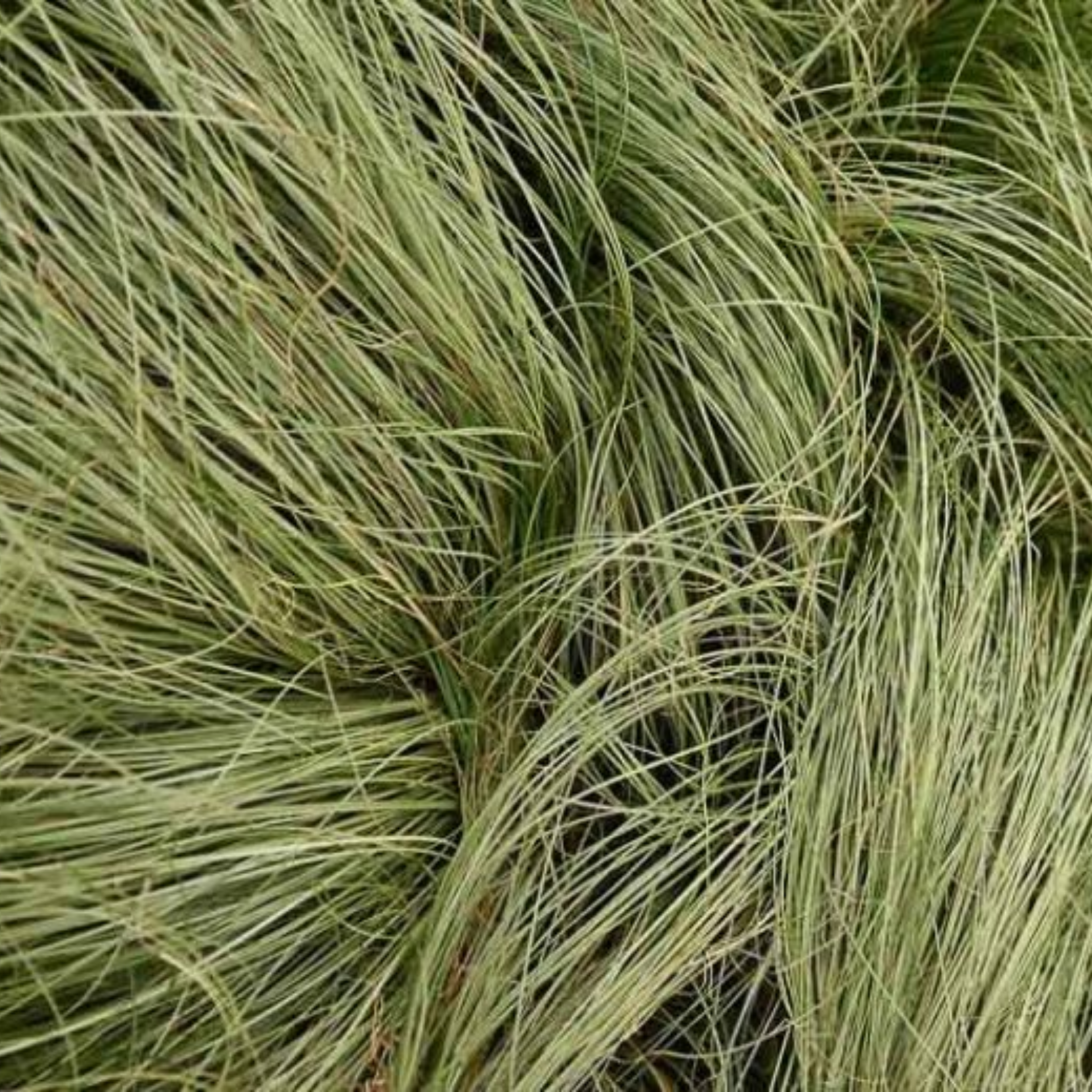 Close-up of green grass with a blurred background