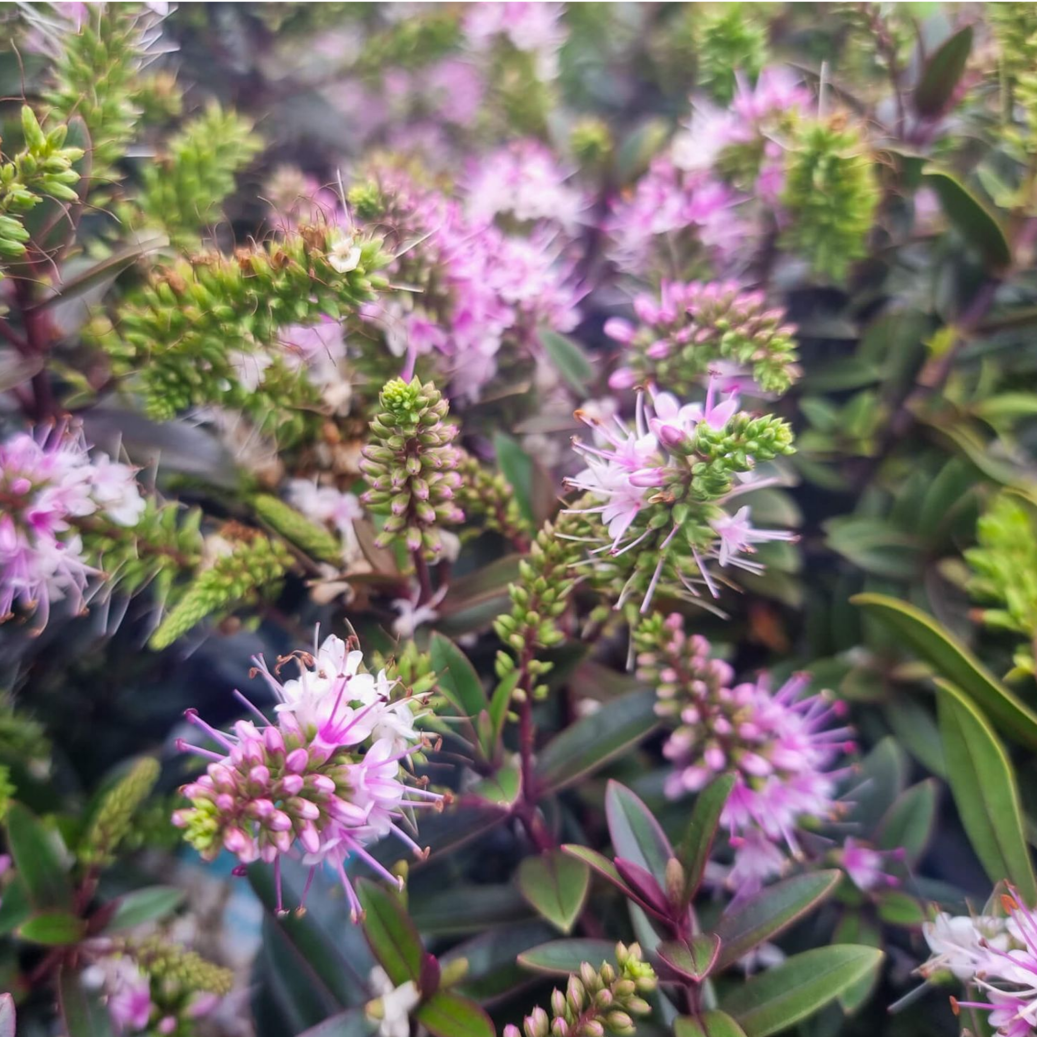 Shrubby Veronica Surf Wipeout - Hebe hybrida 'Surf Wipeout'